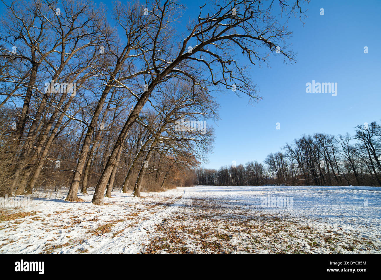Winter landscape with forest under blue sky Stock Photo - Alamy
