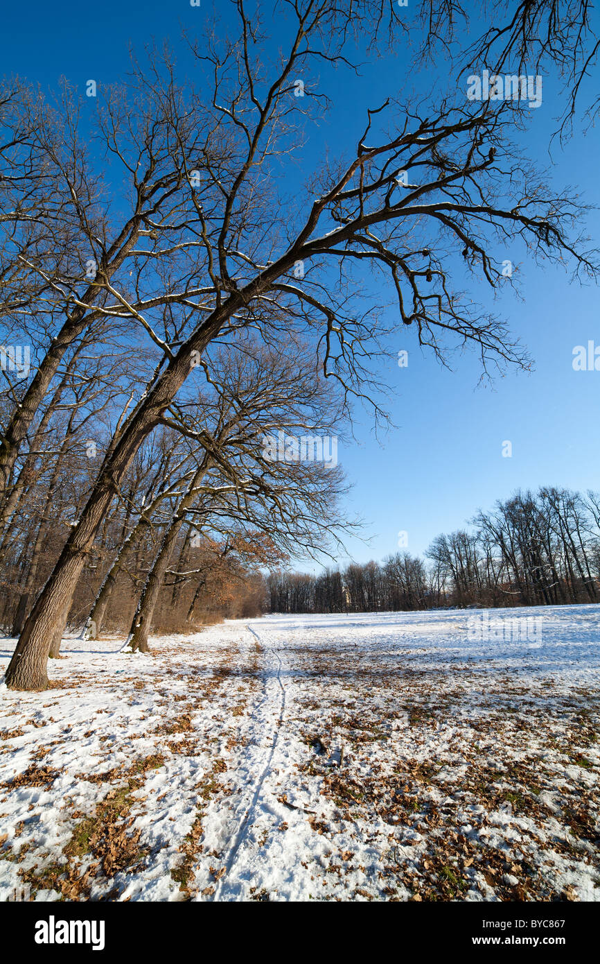 Winter landscape with forest under blue sky Stock Photo - Alamy