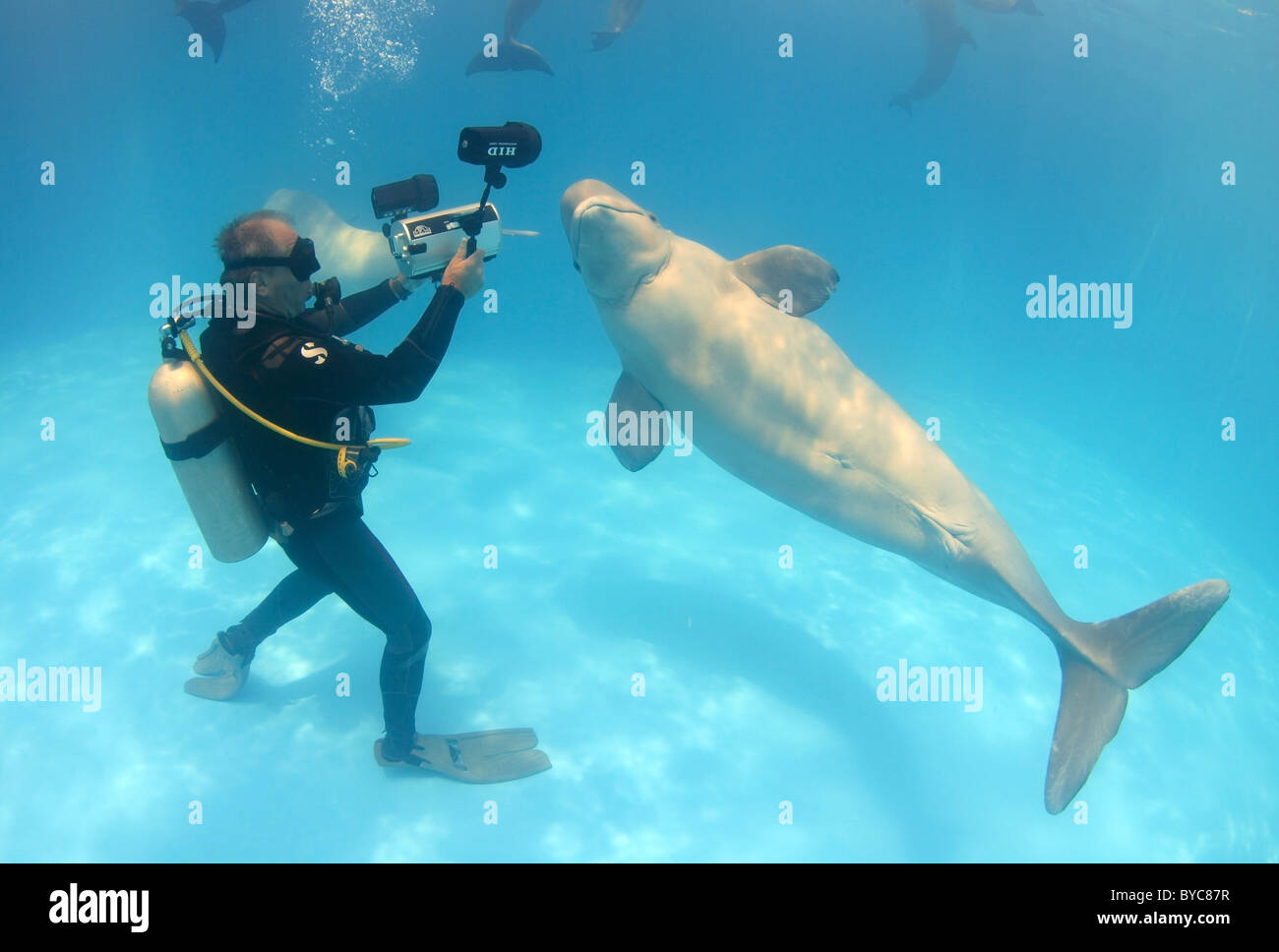 Underwater videographer shoots Beluga, white whale, (Delphinapterus leucas) in delphinarium Stock Photo