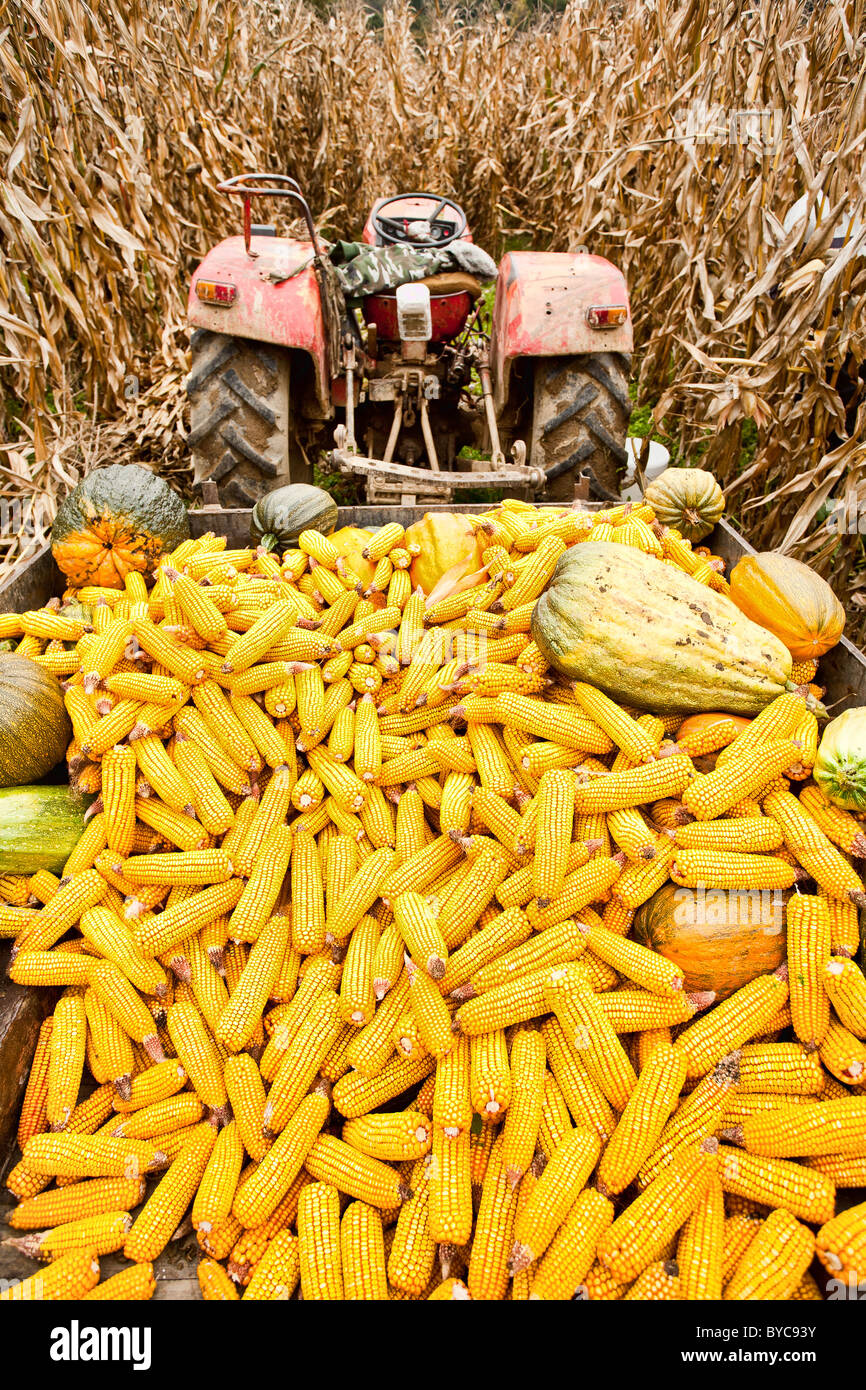 Tractor with a trailer full of corn cobs in a corn field Stock Photo
