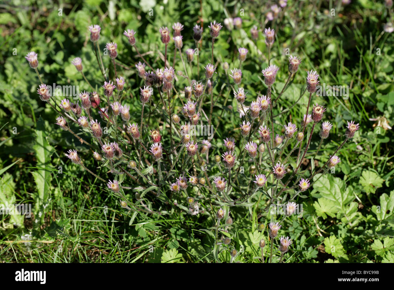 Blue Fleabane, Erigeron acer, Asteraceae. British Wild Flower. Stock Photo