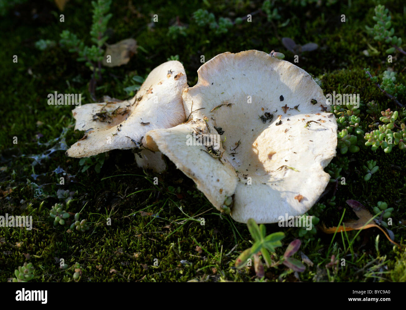 Bearded or Downy Milkcap, Lactarius pubescens, Russulaceae. Under Birch on Open Common, Hertfordshire. Syn. Agaricus pubescens, Stock Photo