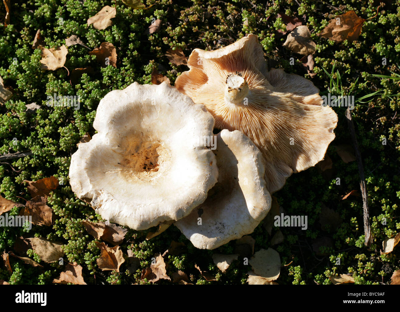 Bearded or Downy Milkcap, Lactarius pubescens, Russulaceae. Under Birch on Open Common, Hertfordshire. Syn. Agaricus pubescens, Stock Photo