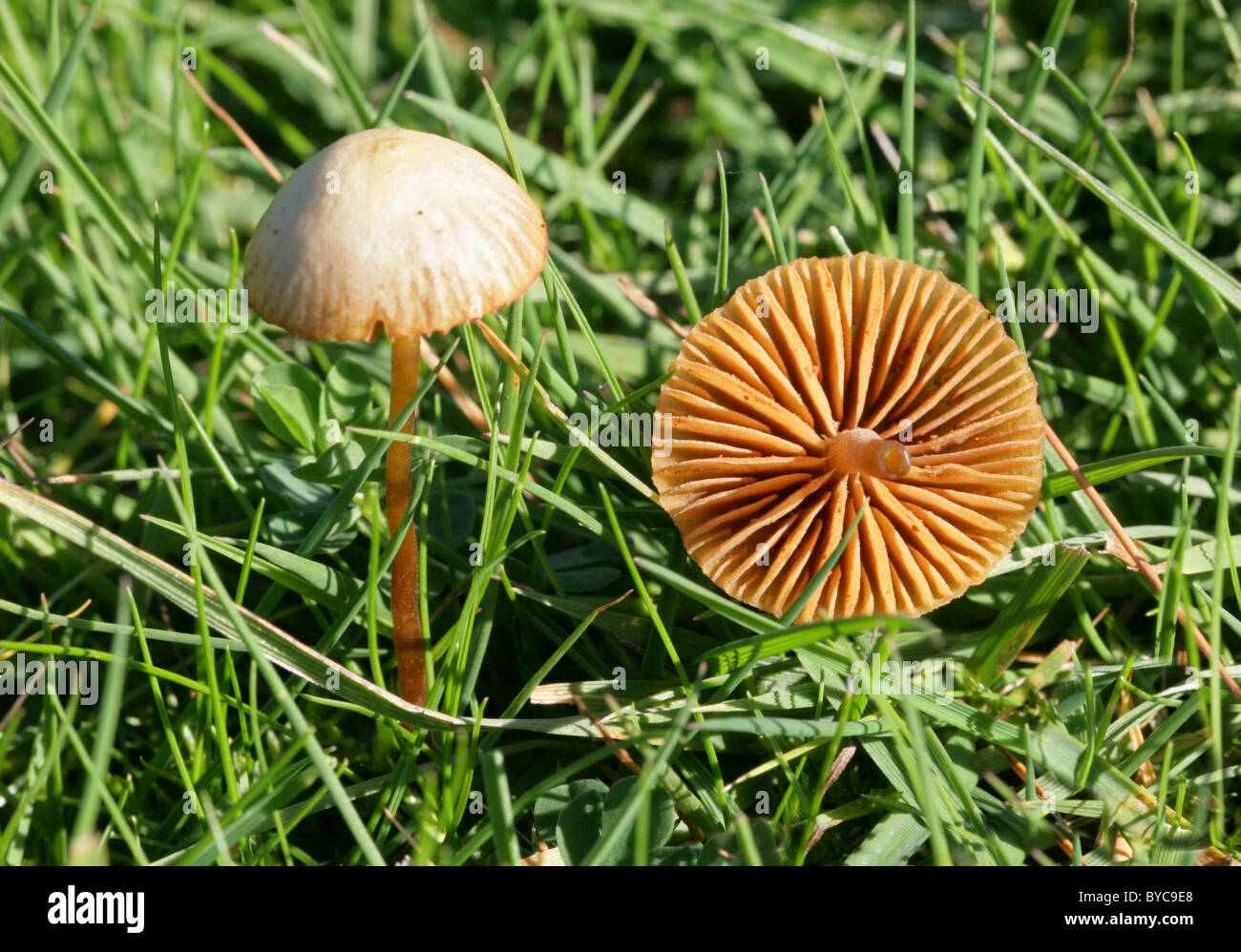 Conocybe tenera, Bolbitiaceae. Showing Older Specimen and the Underside Gills. Inedible, possibly poisonous. Stock Photo