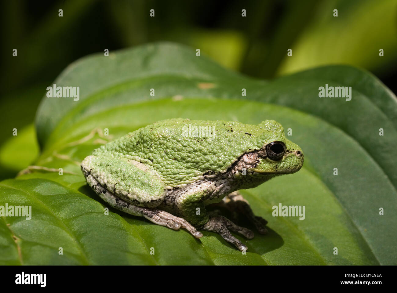 Tree toad hi-res stock photography and images - Alamy