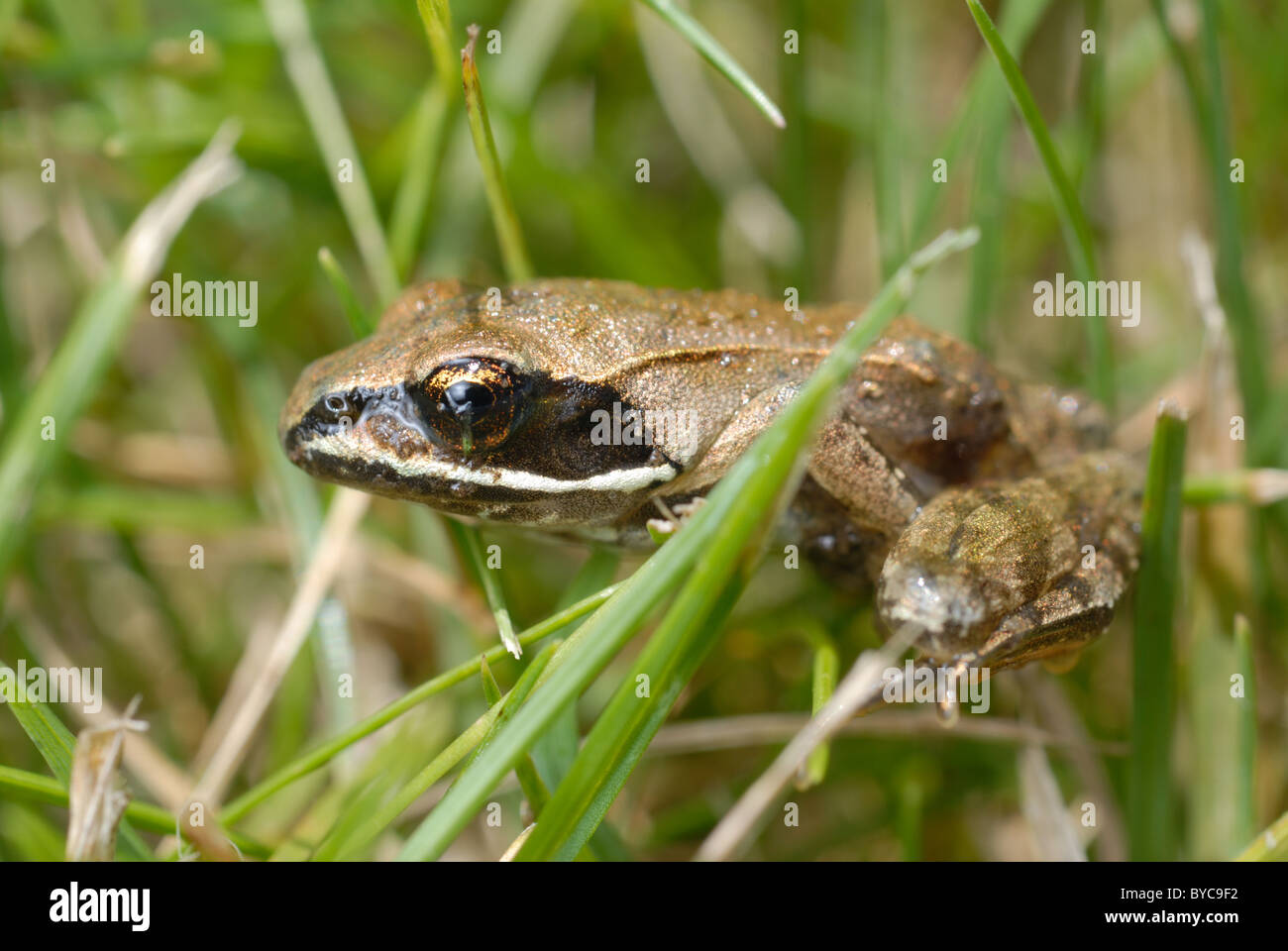 Wood Frog Rana sylvatica Stock Photo Alamy