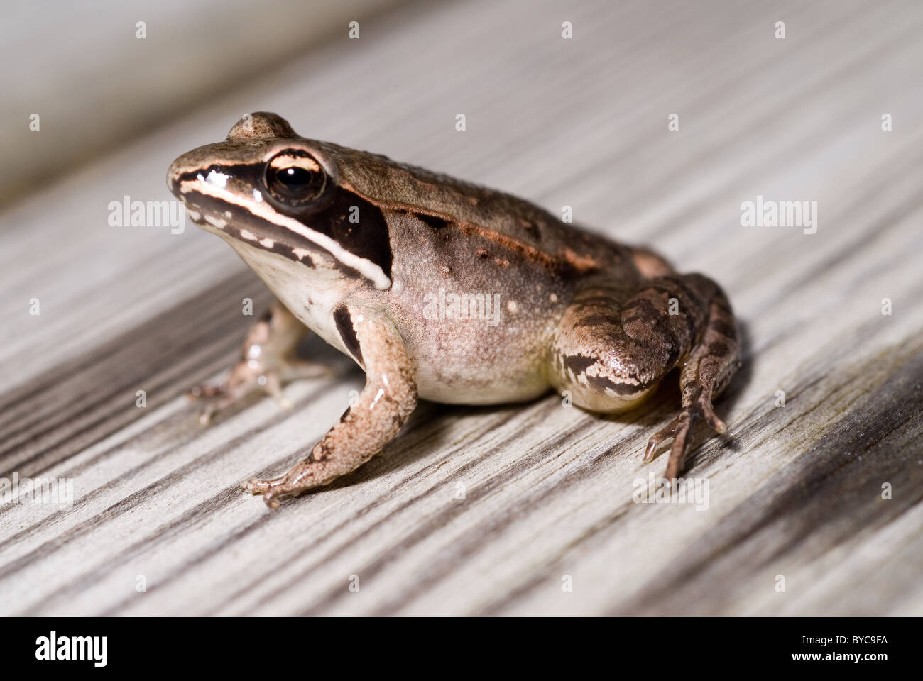 Wood frog rana sylvatica 3 5 8 3cm hires stock photography and images