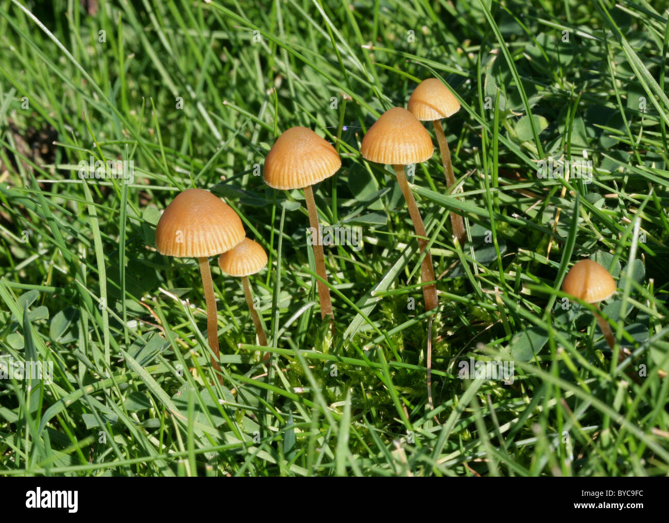 Conocybe tenera, Bolbitiaceae. Showing Young Specimens. Inedible, possibly poisonous. Stock Photo