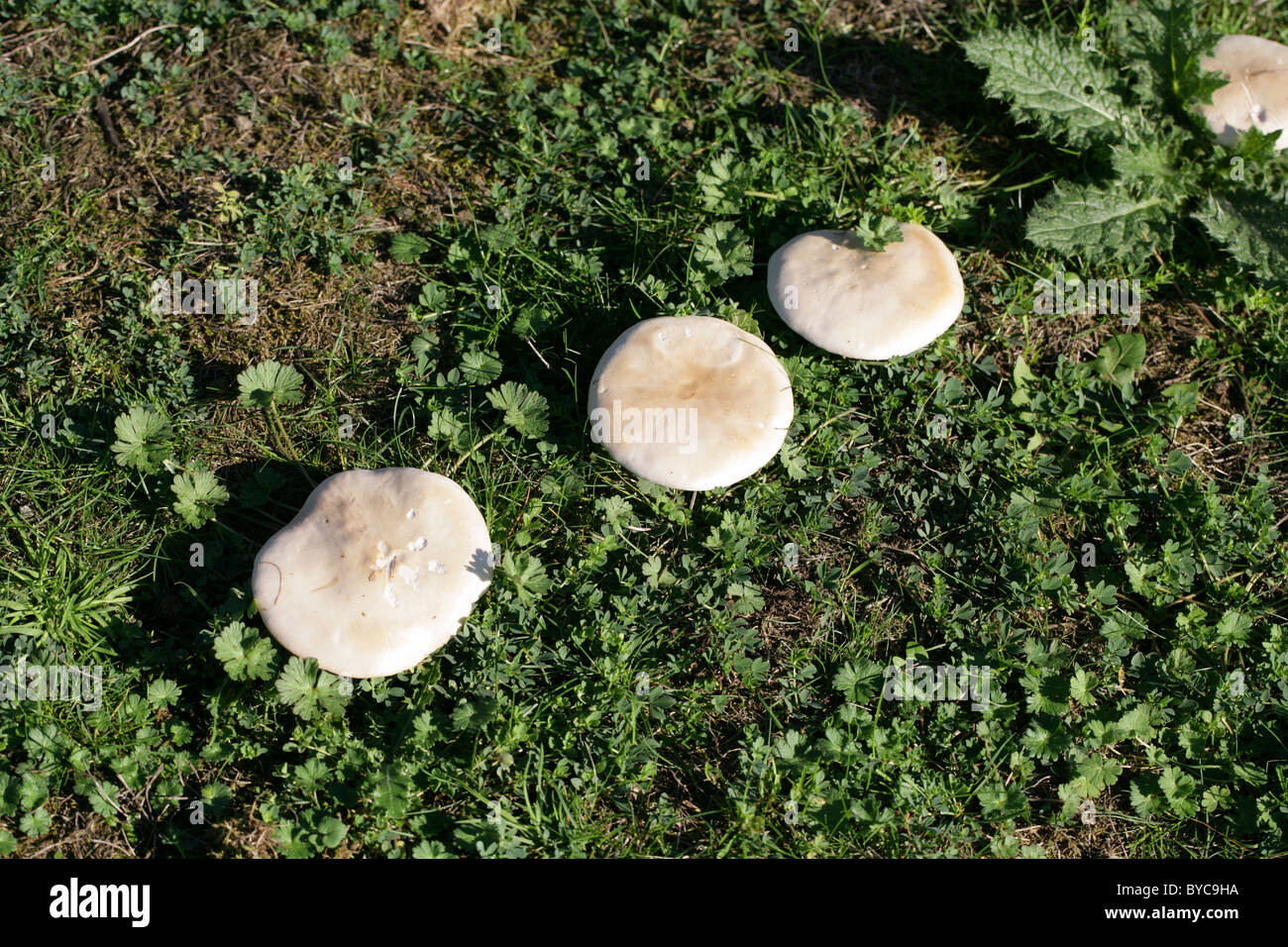 Field Mushroom, Agaricus campestris, Agaricaceae.  Open Pasture, Frogmore, Hertfordshire. Stock Photo