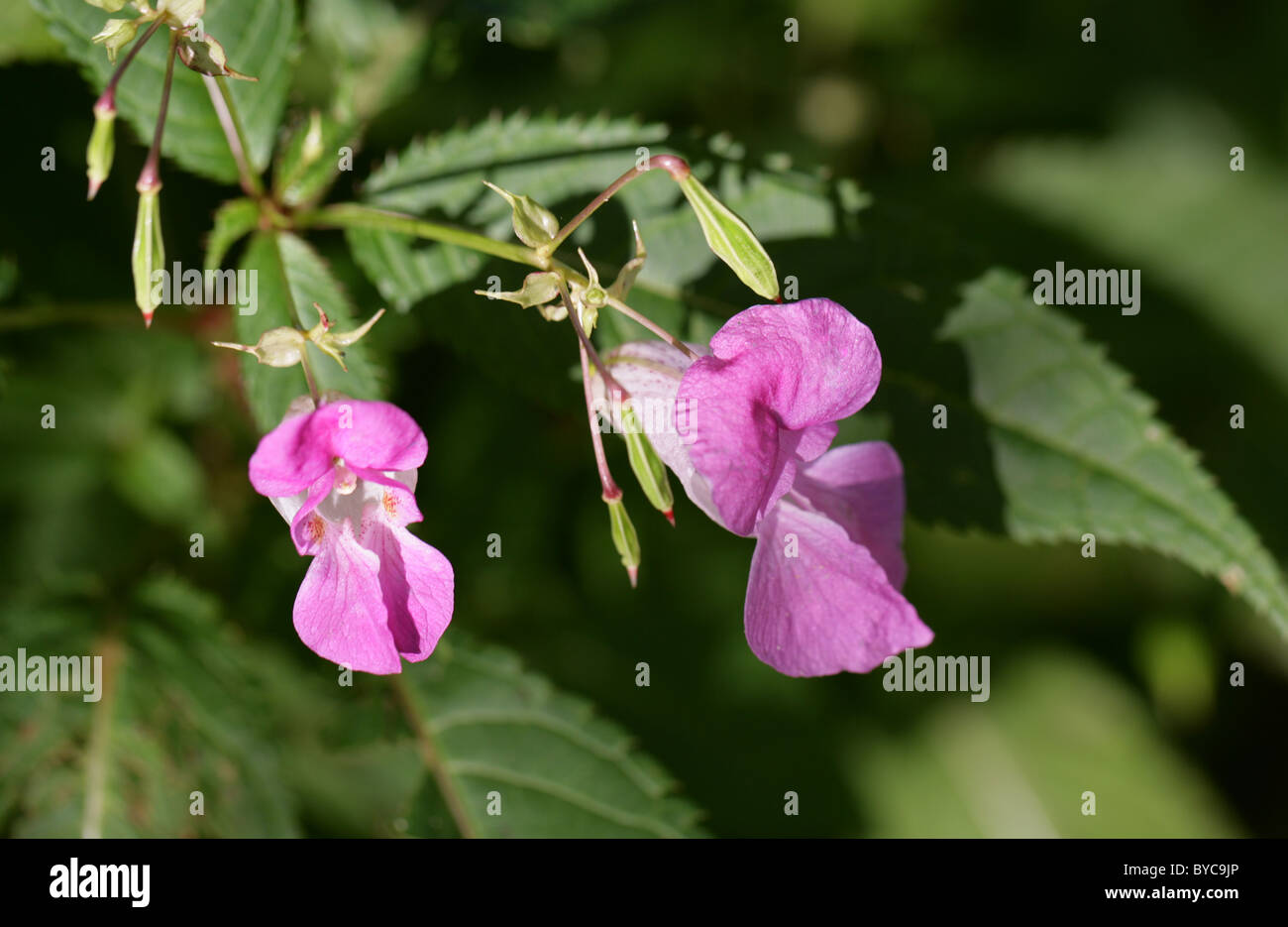 Himalayan Balsam, Impatiens glandulifera, Balsaminaceae. Himalayas, India. Stock Photo