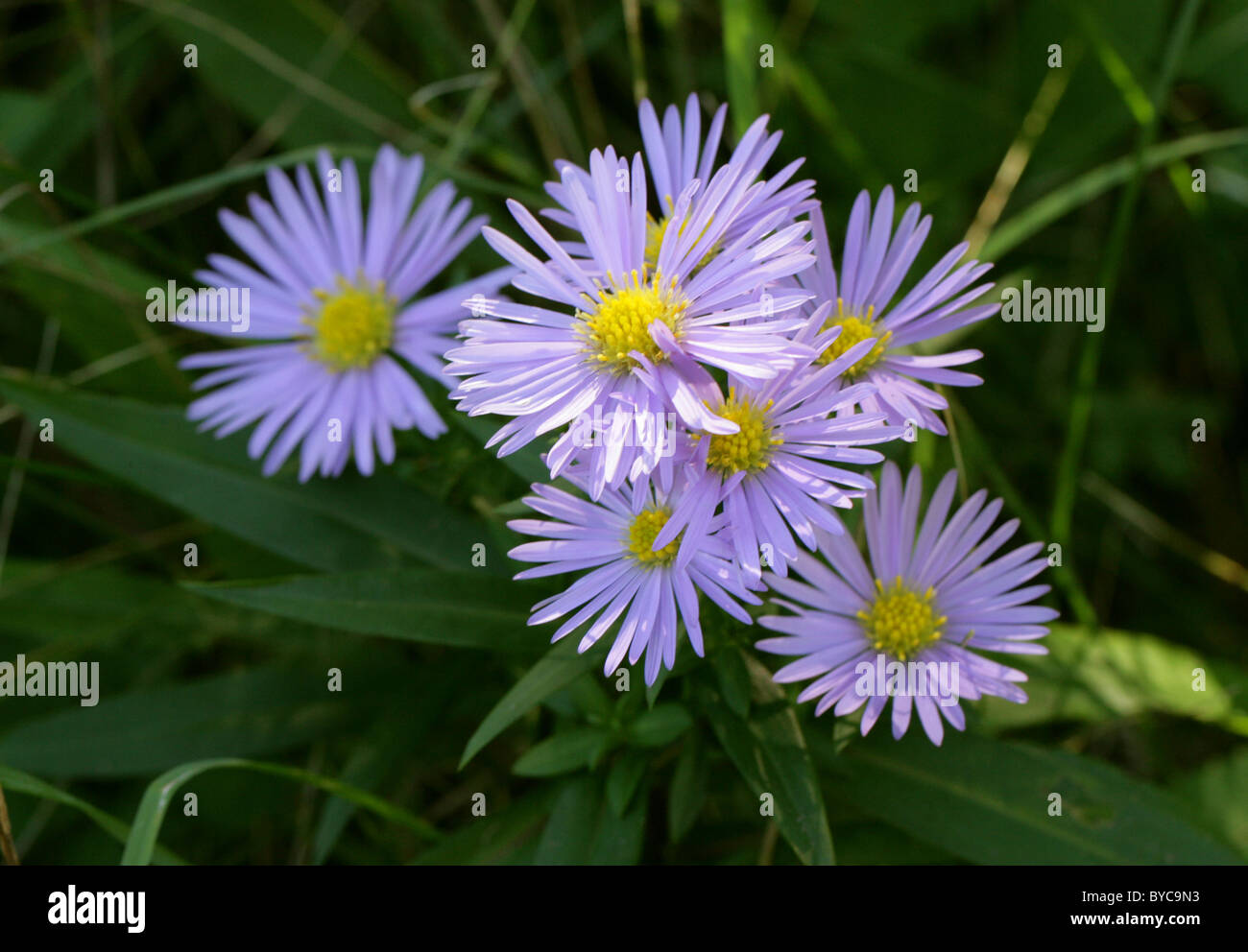 Michaelmas Daisies, Aster novi-belgii, Asteraceae. Stock Photo