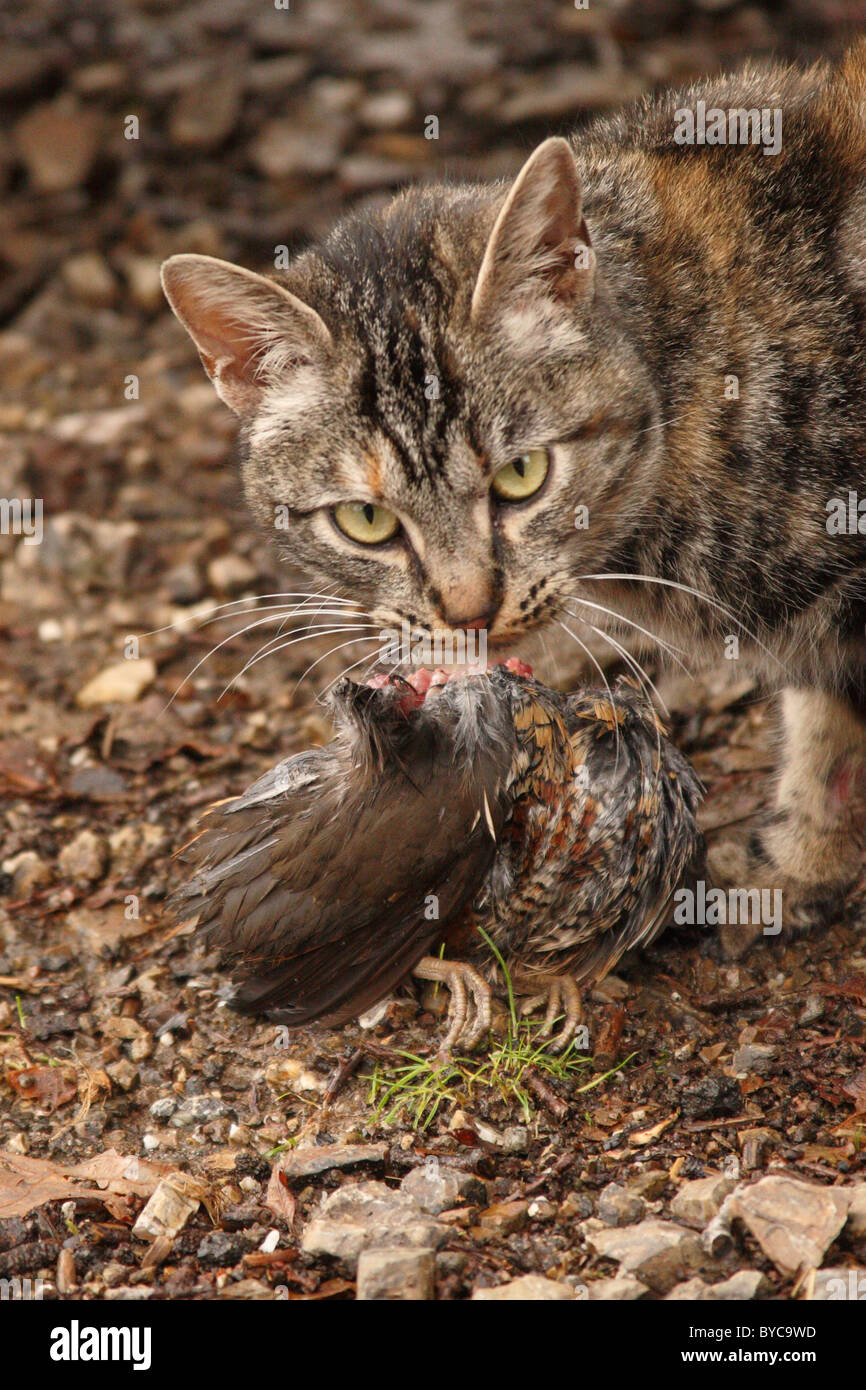 A Feral Cat crouching over a dead California Quail it is eating. Stock Photo