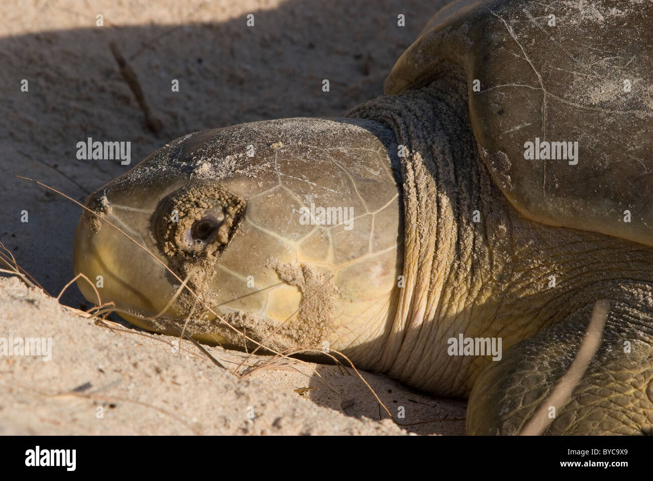 Australian flatback sea turtle ( Natator depressus ) nesting female with tears (excretions from