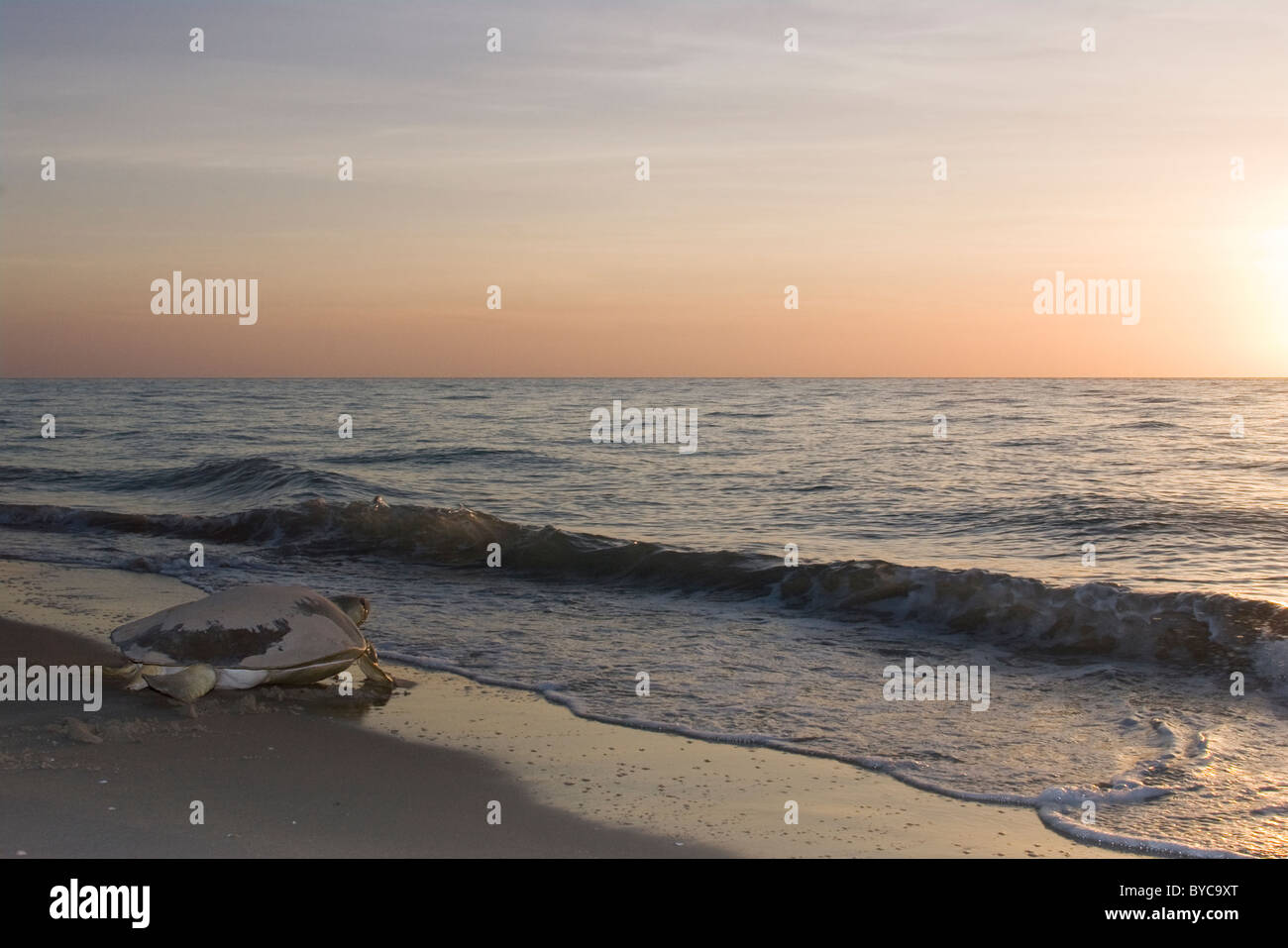 Australian flatback sea turtle ( Natator depressus ) female returning to ocean after nesting, Crab Island, Australia Stock Photo