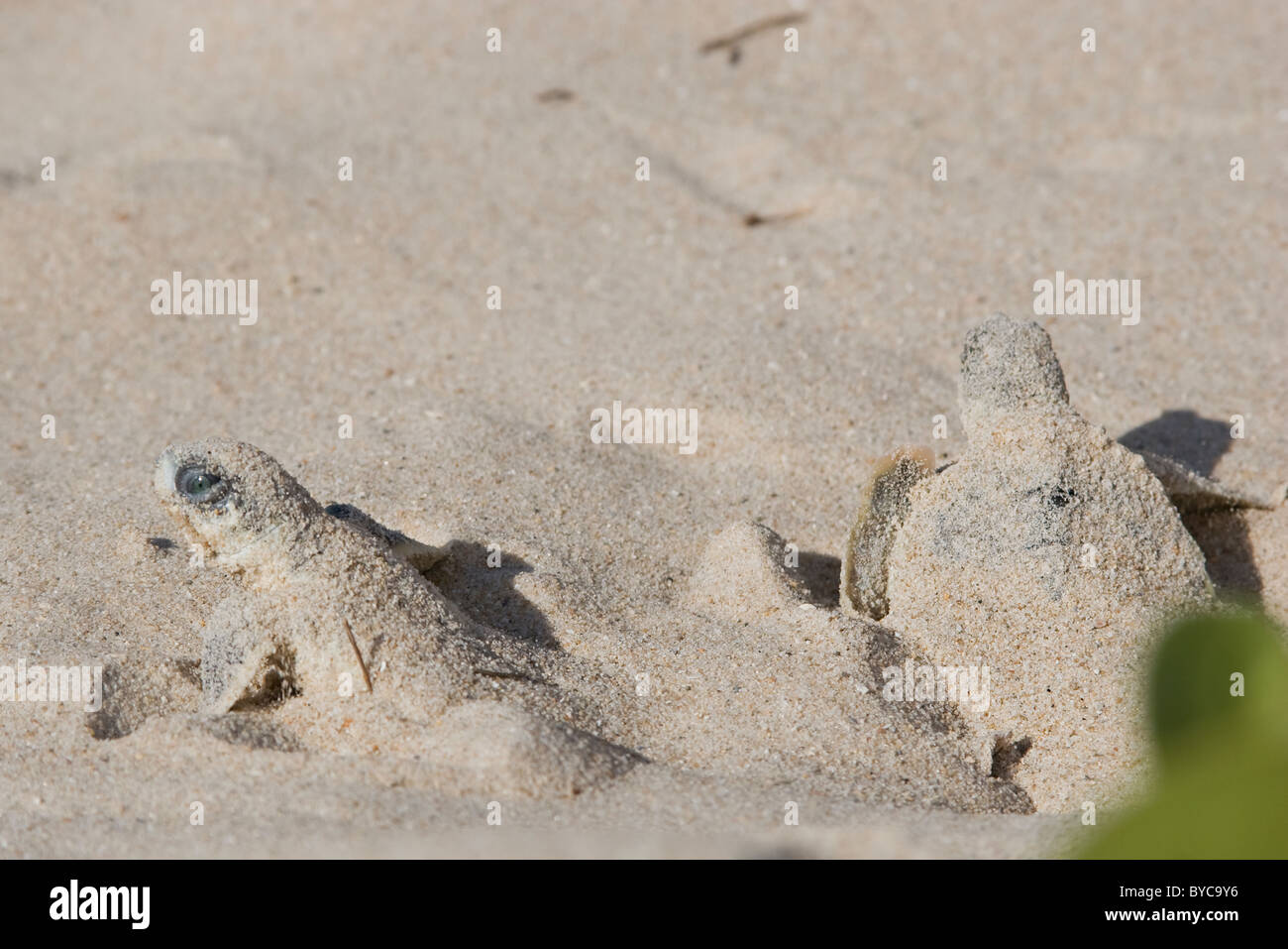 Australian flatback sea turtle hatchlings ( Natator depressus ), emerge from nest Stock Photo