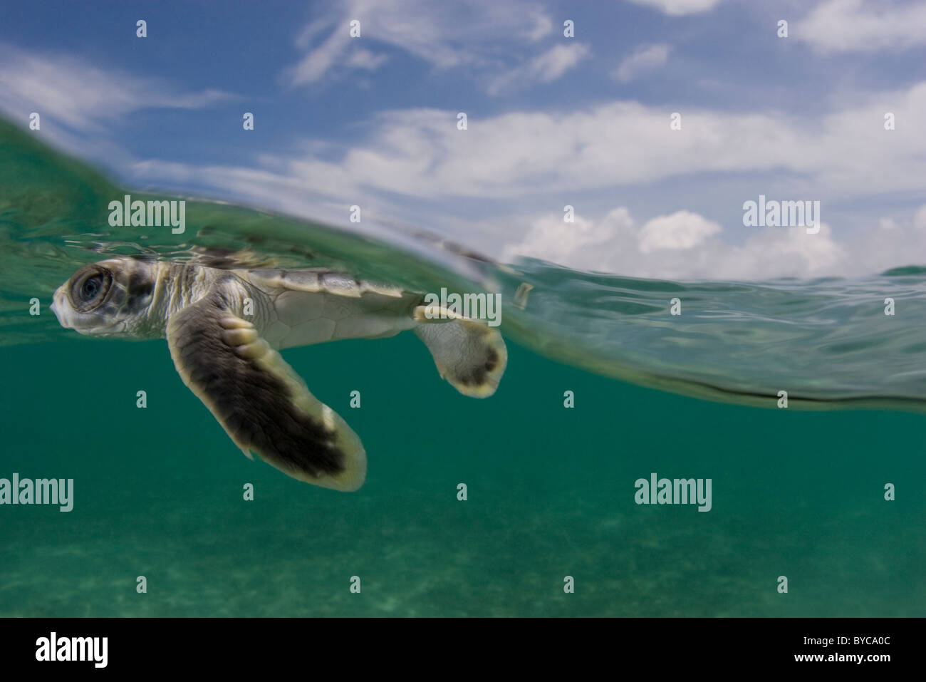 flatback sea turtle hatchling, Natator depressus, Torres Strait, Australia Stock Photo