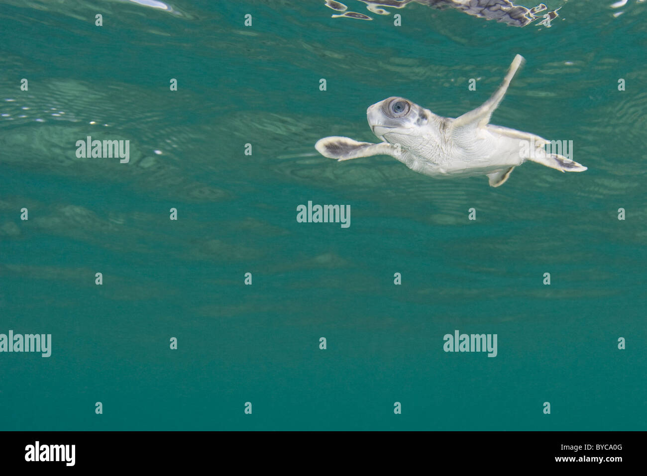 flatback sea turtle hatchling, Natator depressus, Torres Strait, Australia Stock Photo