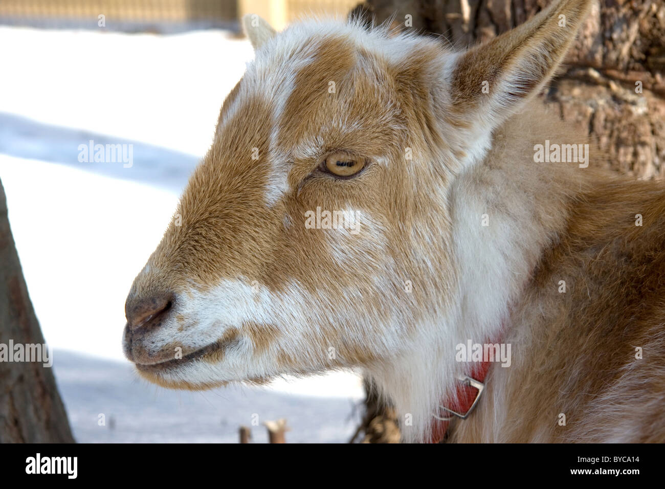 Head of a domesticated Nigerian Dwarf doe goat Stock Photo