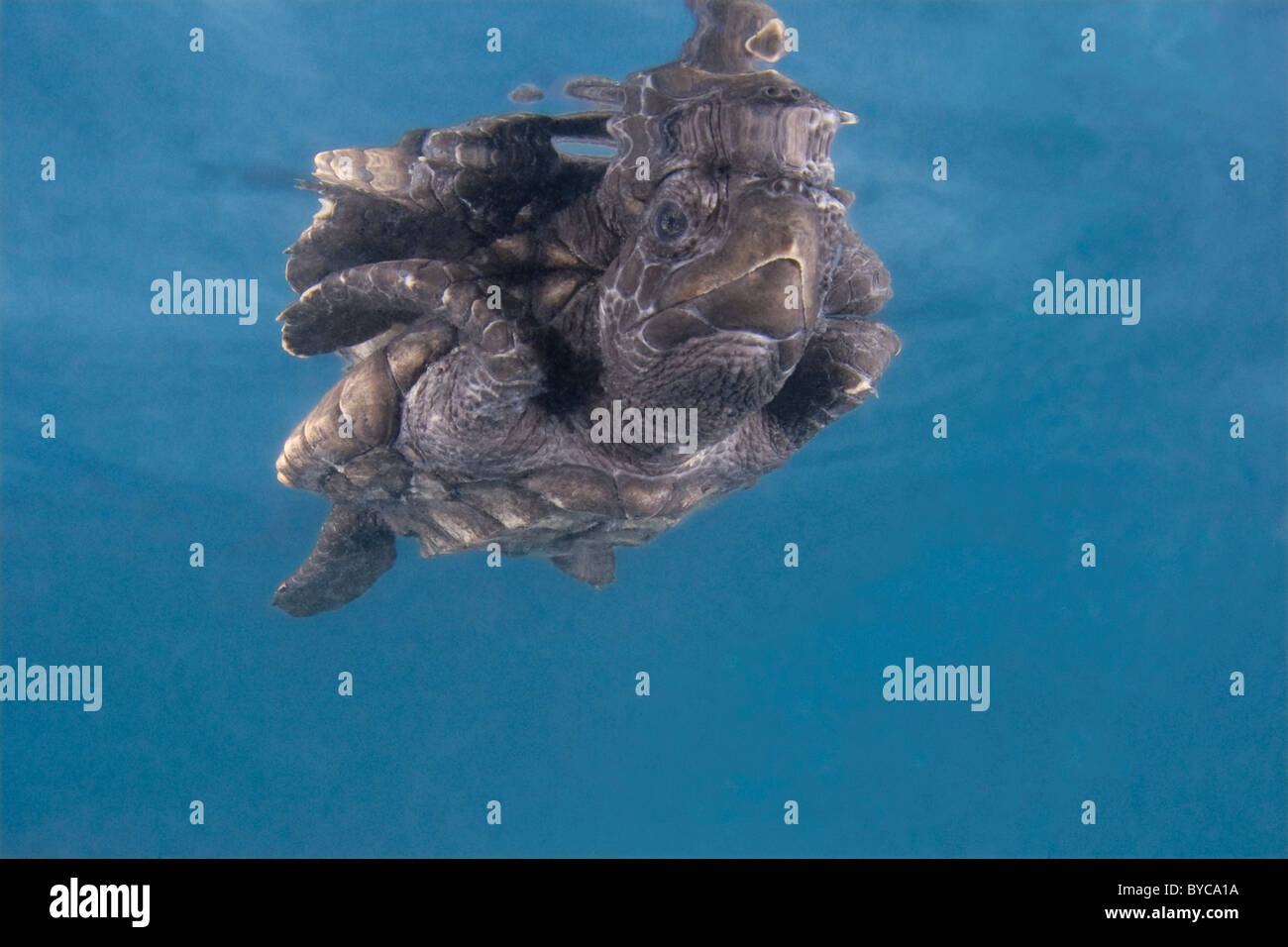 hawksbill sea turtle hatchling ( Eretmochelys imbricata ), Endangered Species, Caribbean Stock Photo