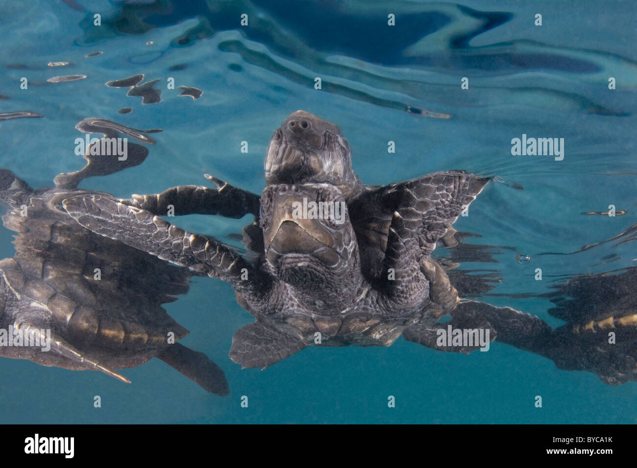 hawksbill sea turtle hatchlings ( Eretmochelys imbricata ), Endangered Species, Caribbean Stock Photo