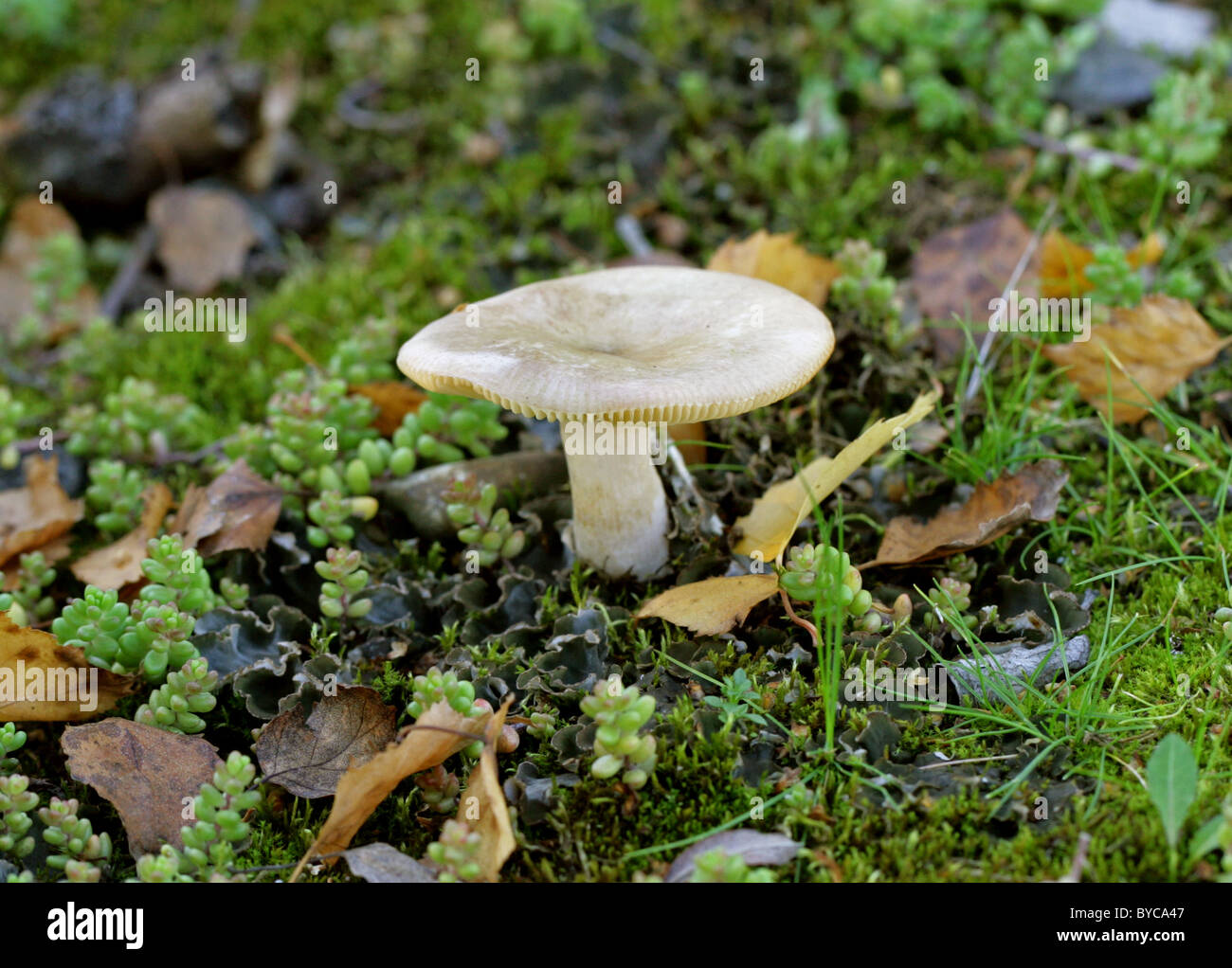 Slender Brittlegill, Russula gracillima, Russulaceae. Growing Close to Birch Trees. Stock Photo