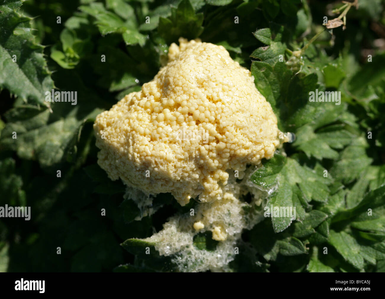 White Slime Mold, Mucilago crustacea, Didymiaceae, Amoebozoa. Growing on Live Vegetation. Stock Photo
