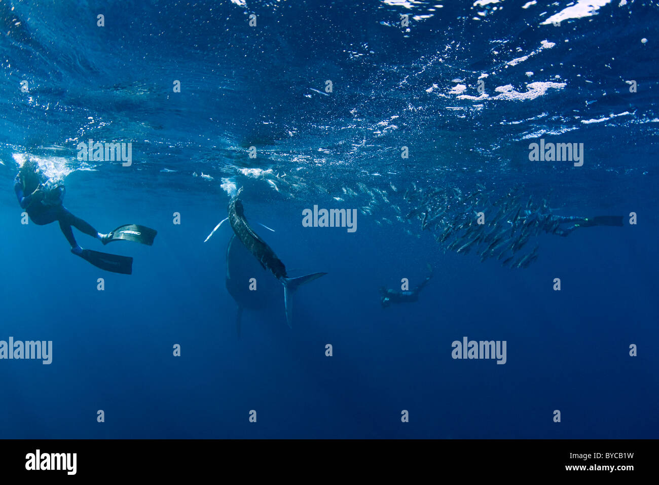 Bryde's whale approaches striped marlin and underwater photographer, #2 of 4 Stock Photo