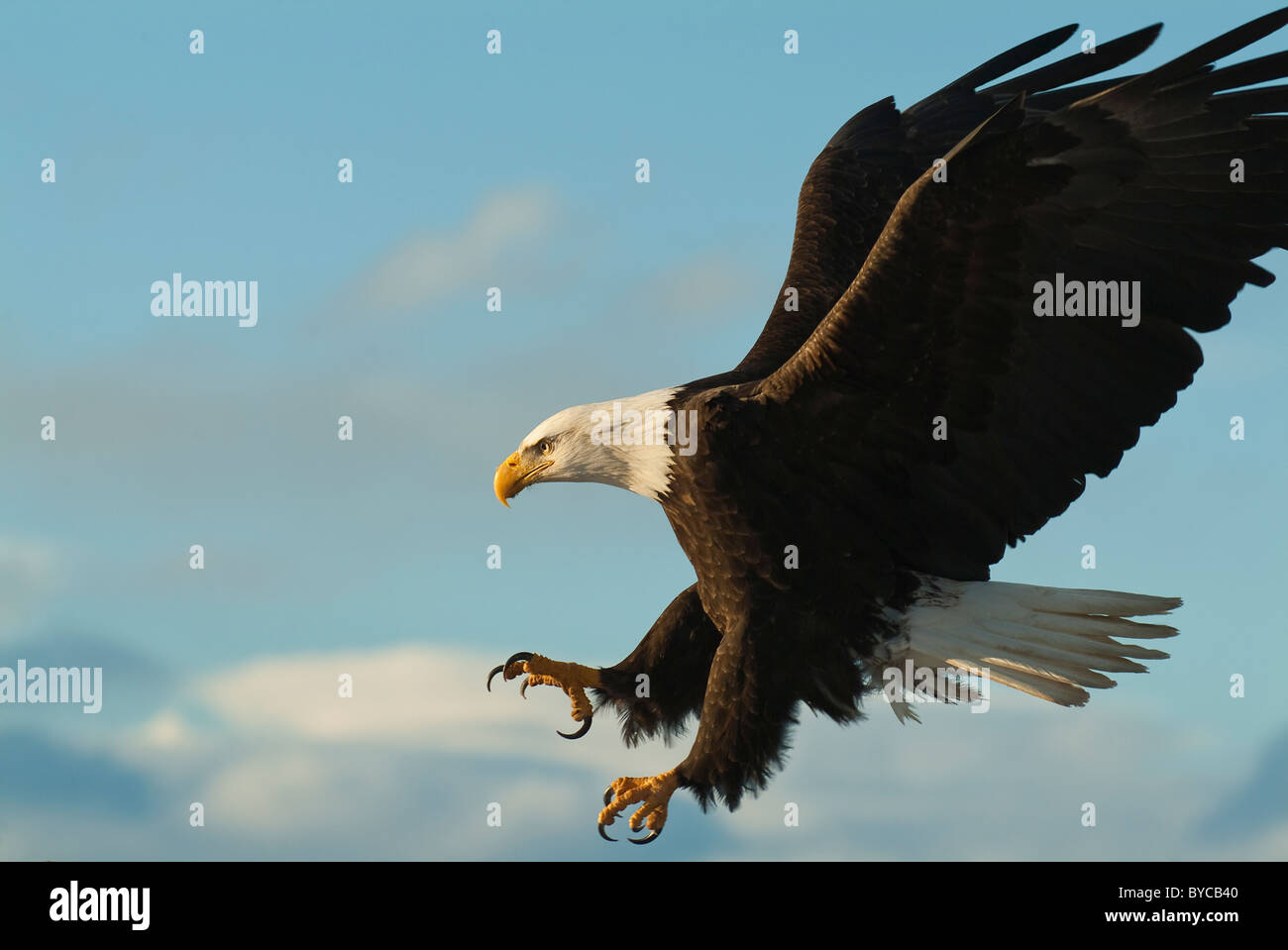 Bald Eagle Haliaeetus Leucocephalus In Swooping To Capture Prey Stock ...