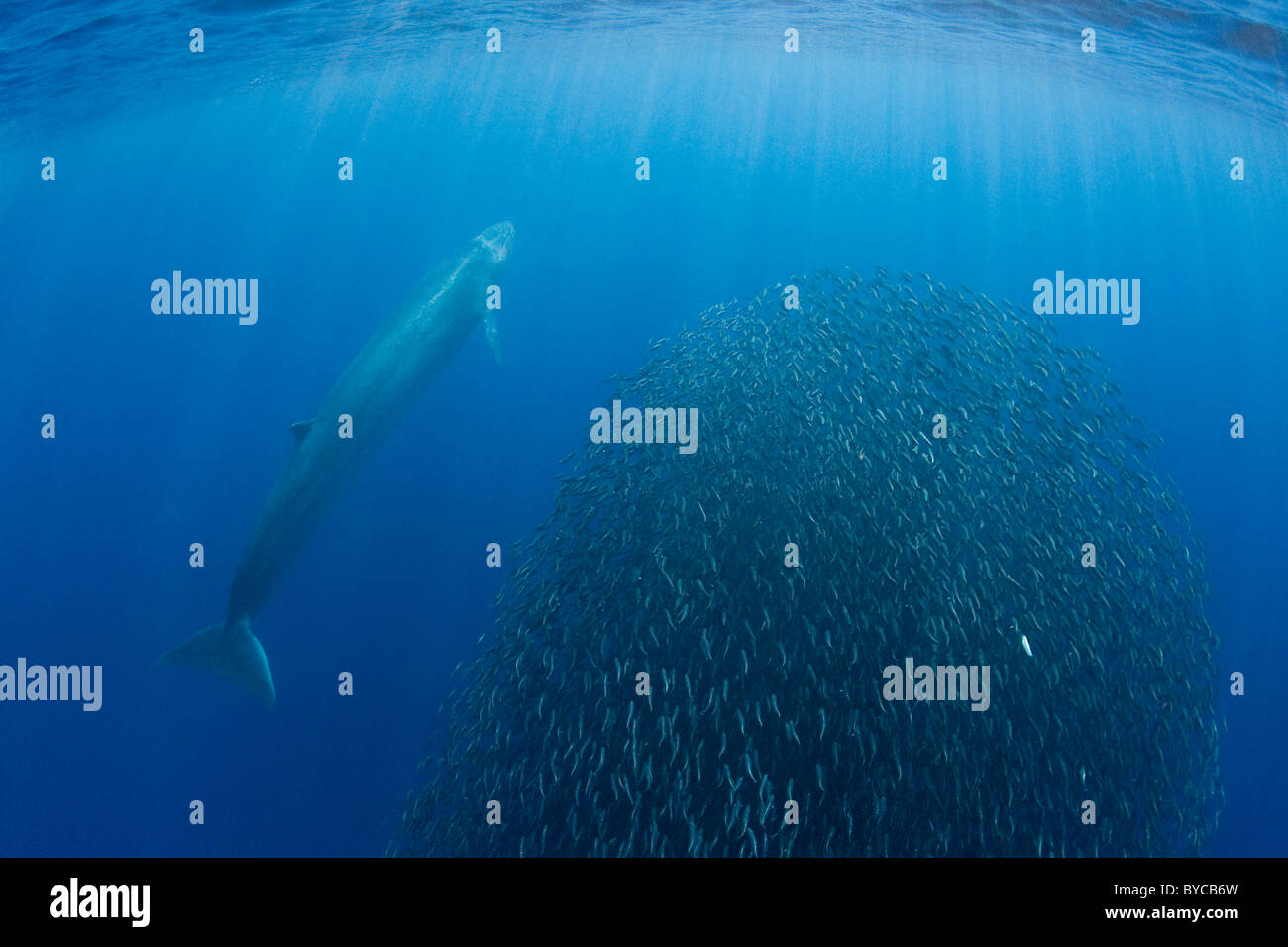 Bryde's whale investigates a bait ball of sardines and mackerel, Baja, Mexico, Eastern Pacific Ocean Stock Photo