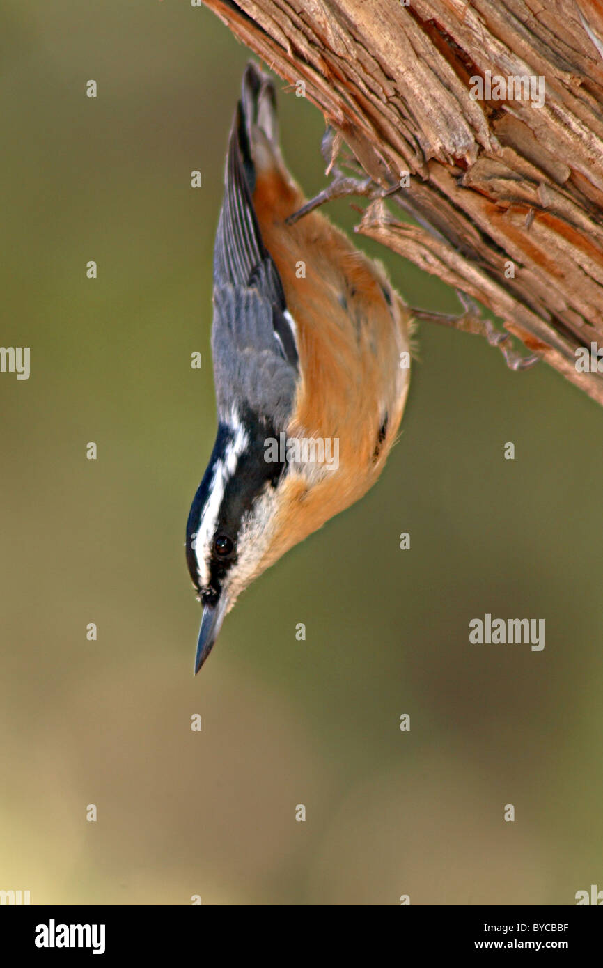 A Red-breasted Nuthatch hanging upside down Stock Photo - Alamy