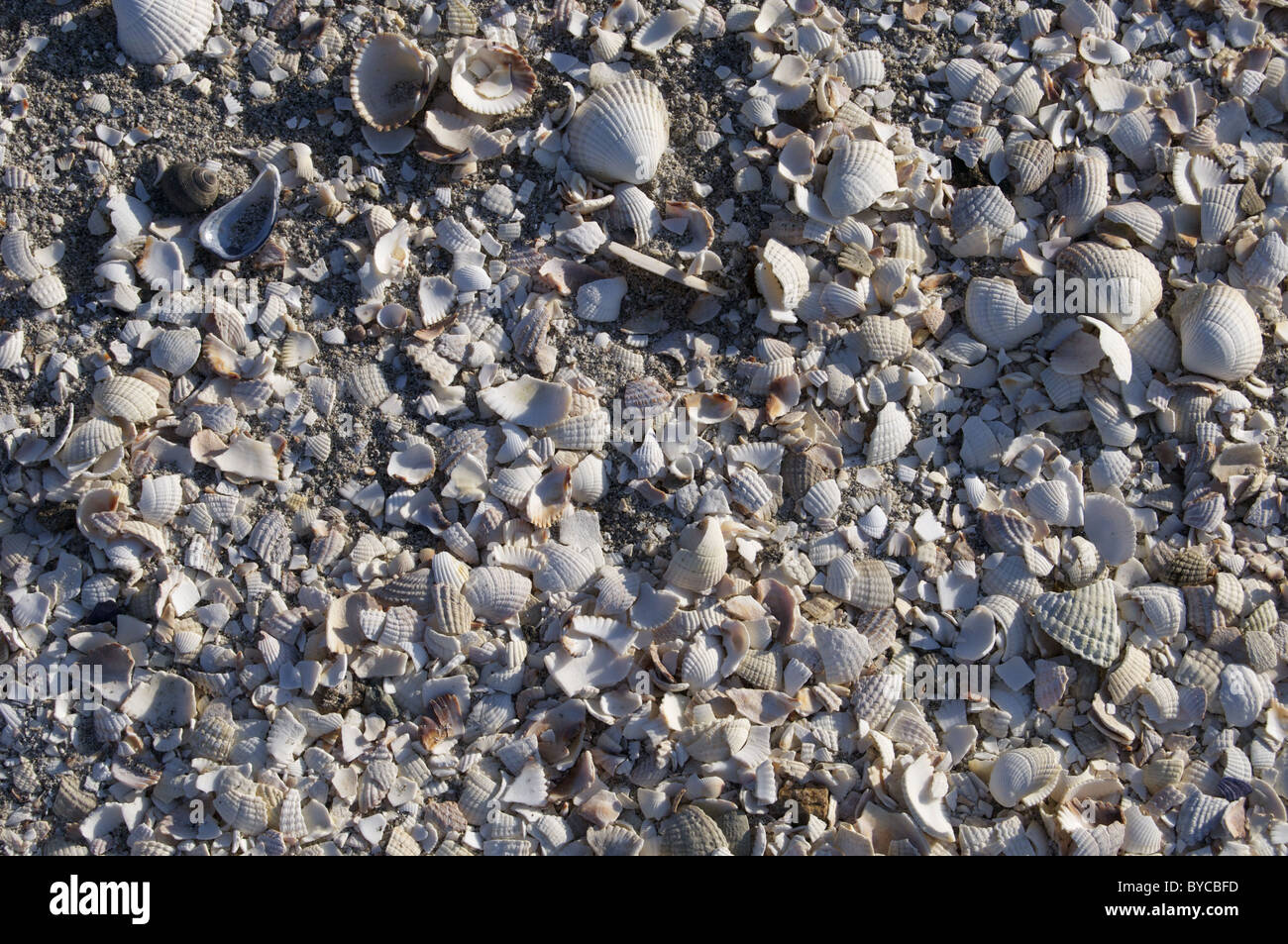 Shells on the huge Traigh Mhòr beach on Isle of Barra, Outer Hebrides, Scotland Stock Photo