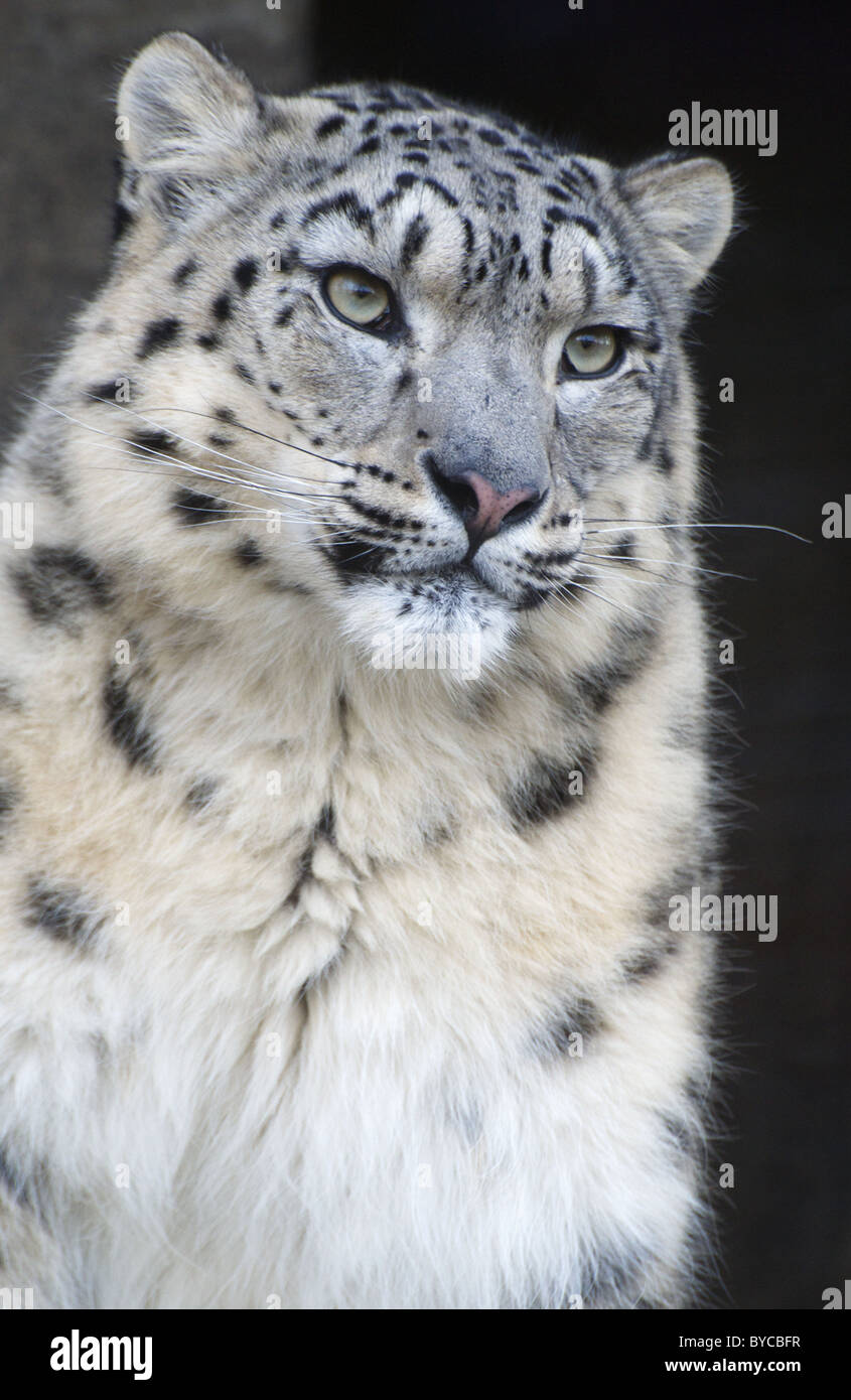 Female snow leopard (face shot) Stock Photo