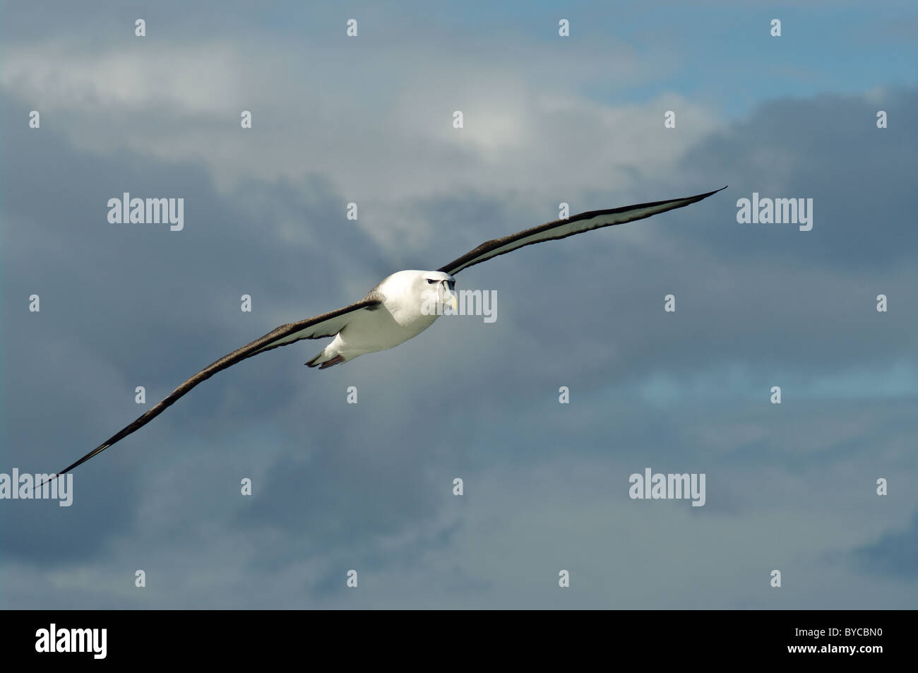White capped albatross hi-res stock photography and images - Alamy