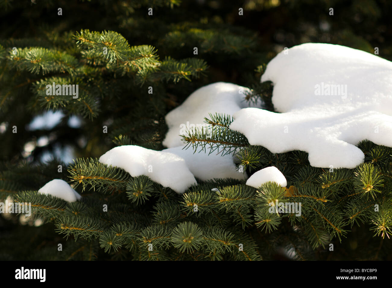 Snow on pine needles Stock Photo - Alamy
