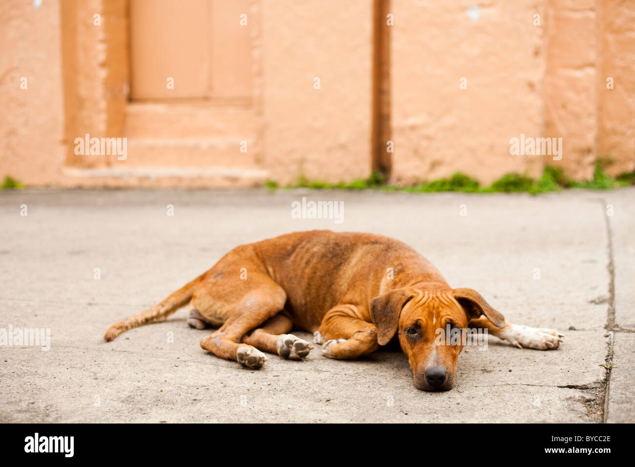 A brown dog lying on the sidewalk in front of an orange building Stock ...