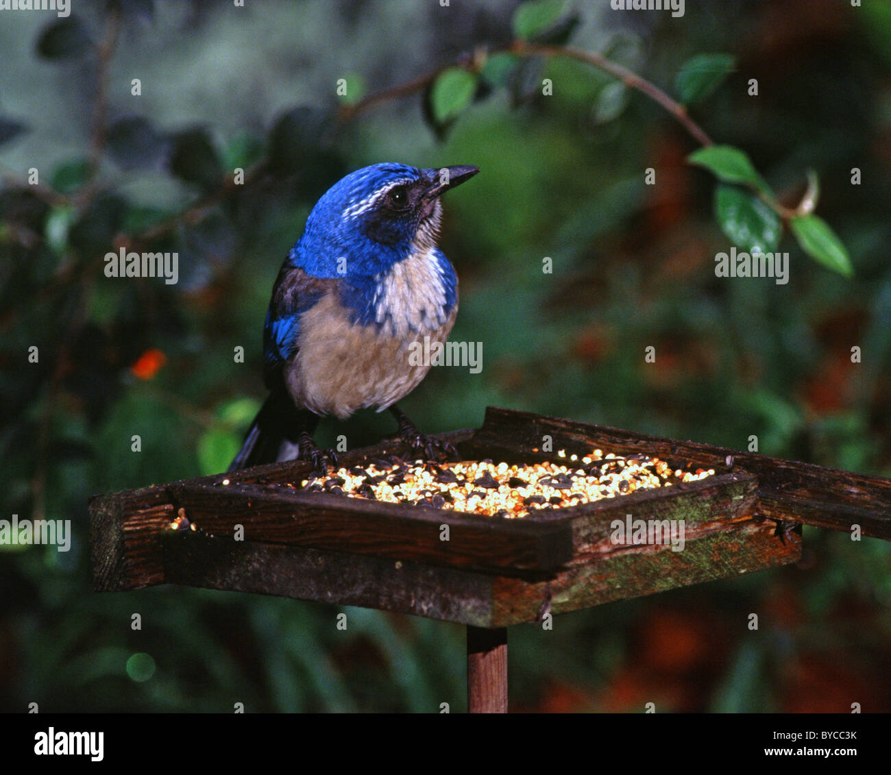 Backyard Bird Feeder Corvidae Stock Photos Backyard Bird Feeder