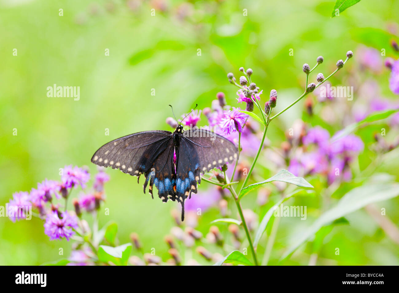 Black and blue swallowtail hires stock photography and images Alamy