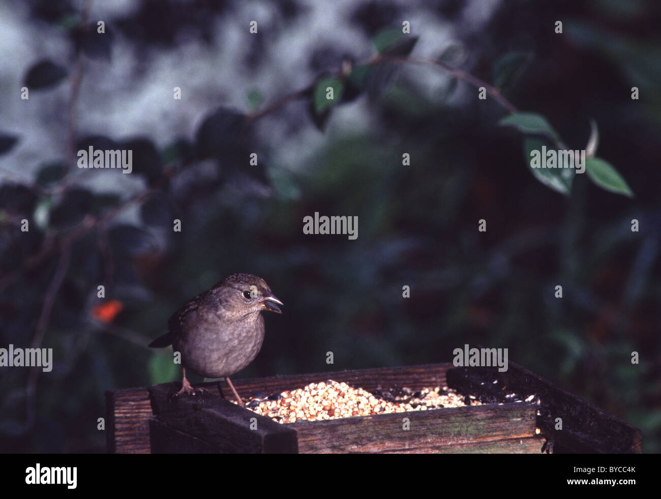 Golden Crowned Sparrow Zonotrichia Atricapilla On Backyard Bird