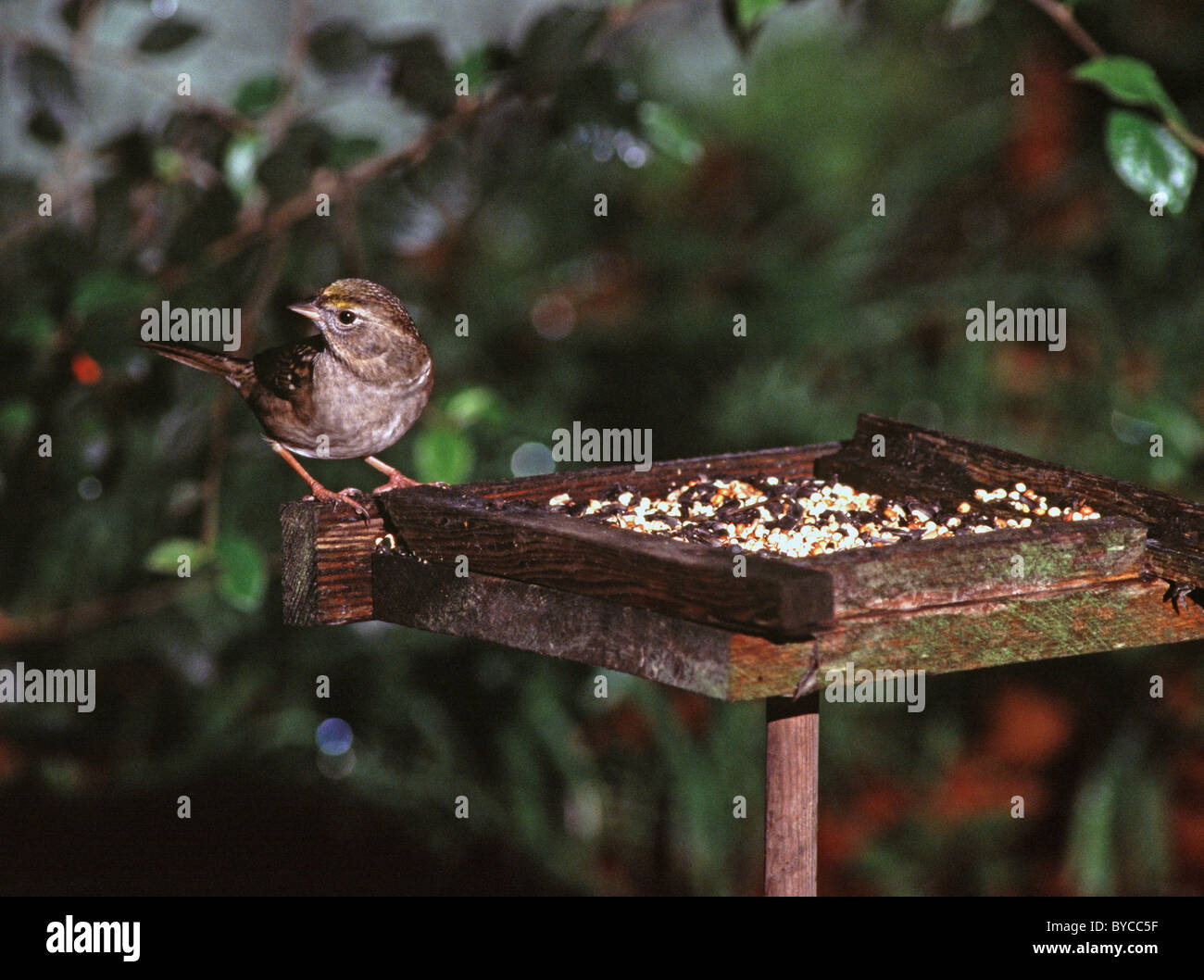Golden Crowned Sparrow Zonotrichia Atricapilla On Backyard Bird