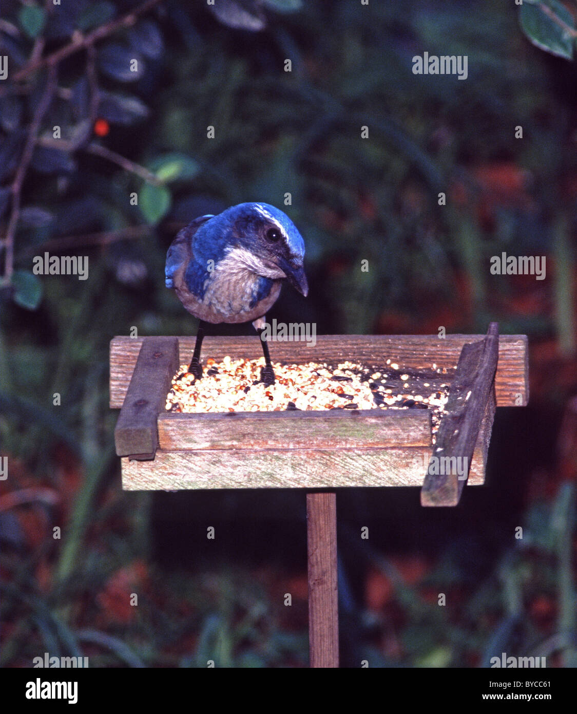 Scrub Jay Aphelocoma Coerulescens On Backyard Bird Feeder San