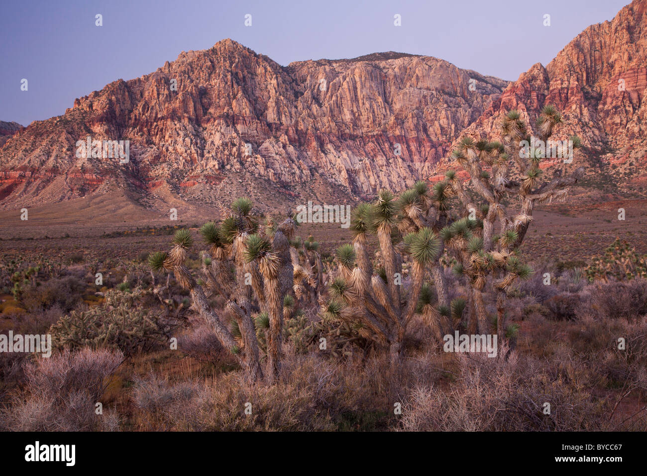 Joshua Trees in Red Rock Canyon National Conservation Area, Mojave