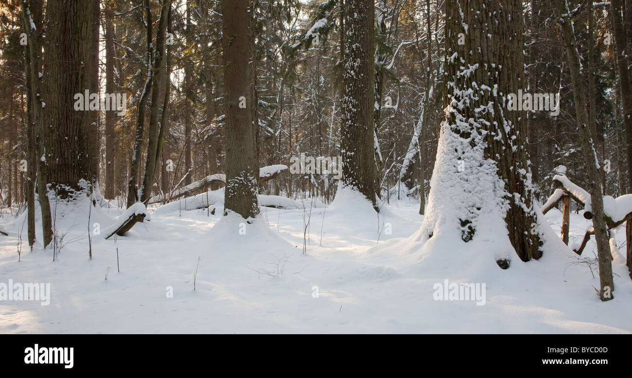 Mixed stand in sunny wintertime morning with snow wrapped old trees Stock Photo