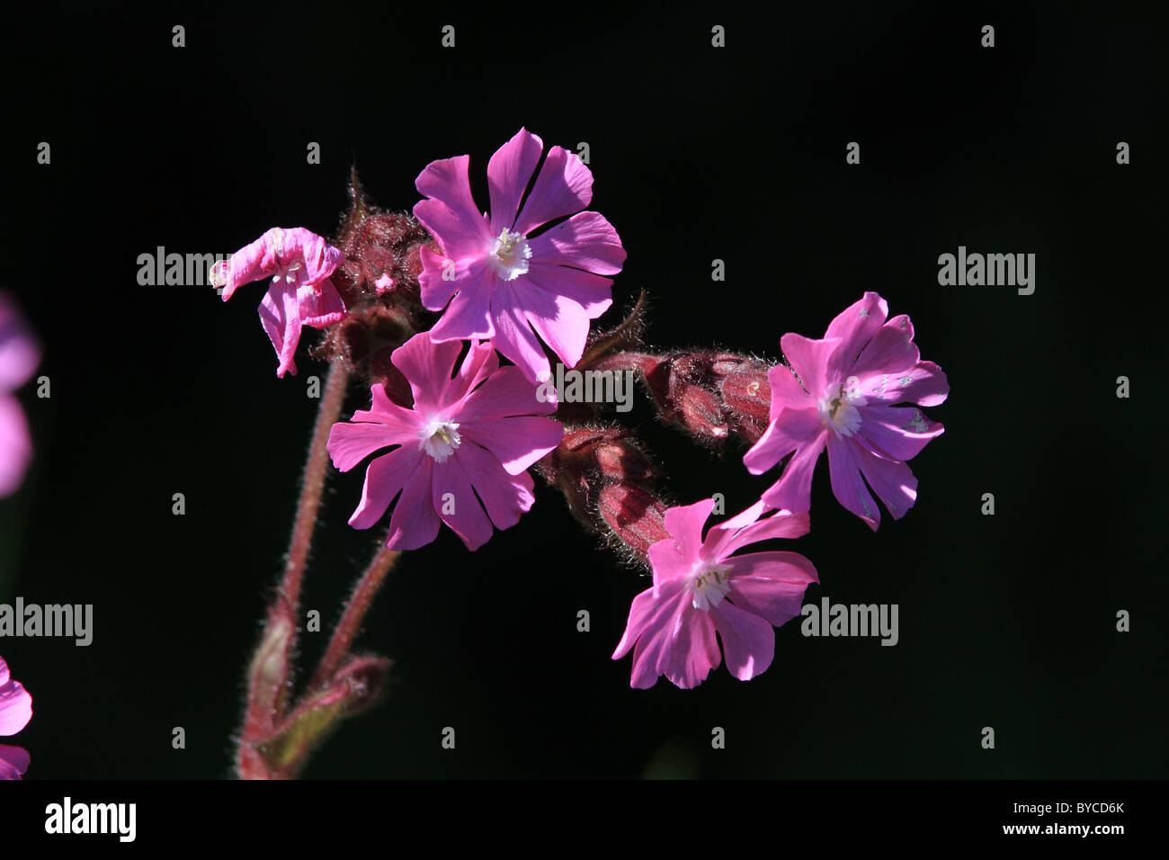 The wild flower Red Campion Stock Photo