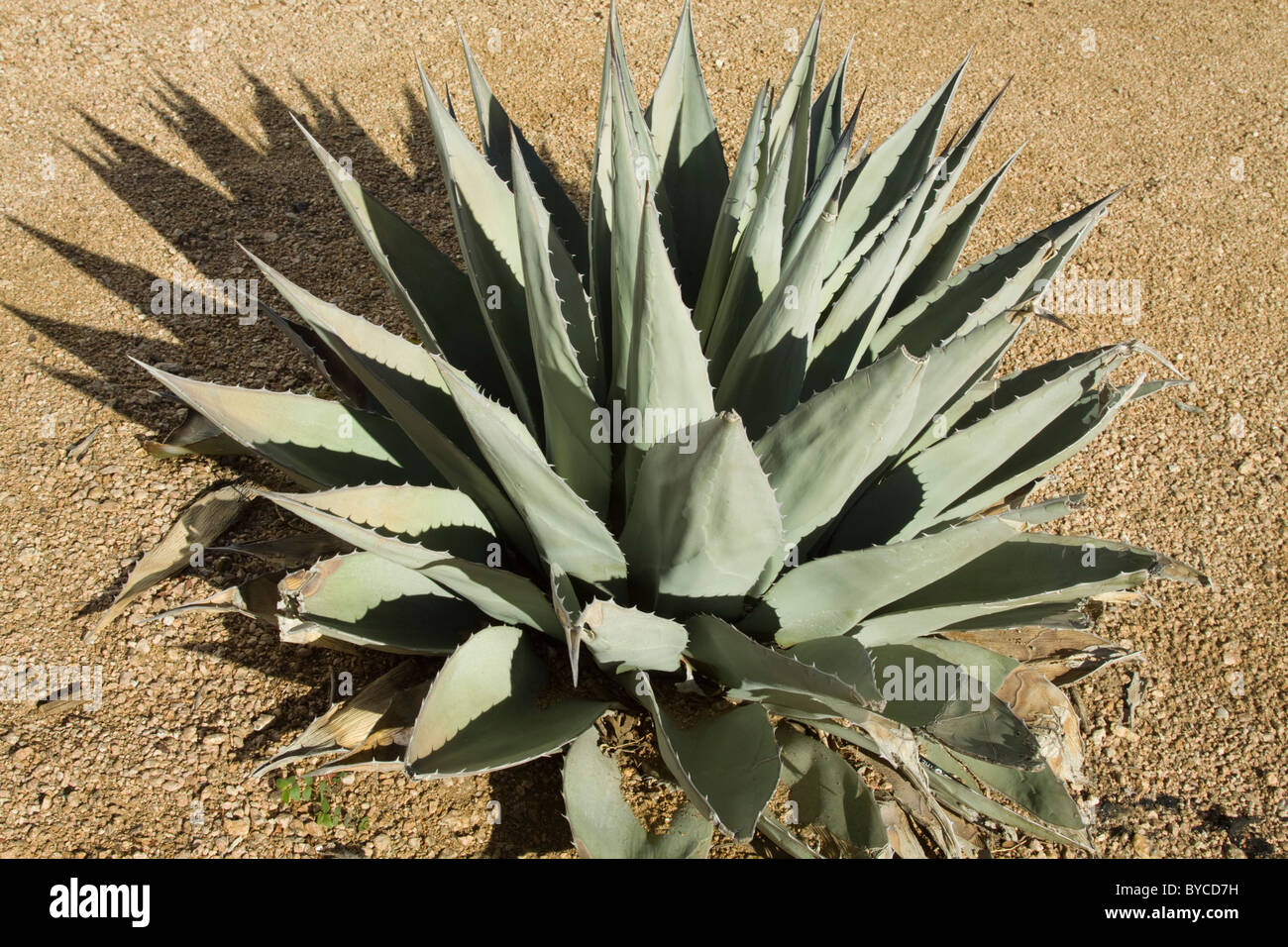 A Cactus plant in San Antonio Texas,US Stock Photo Alamy