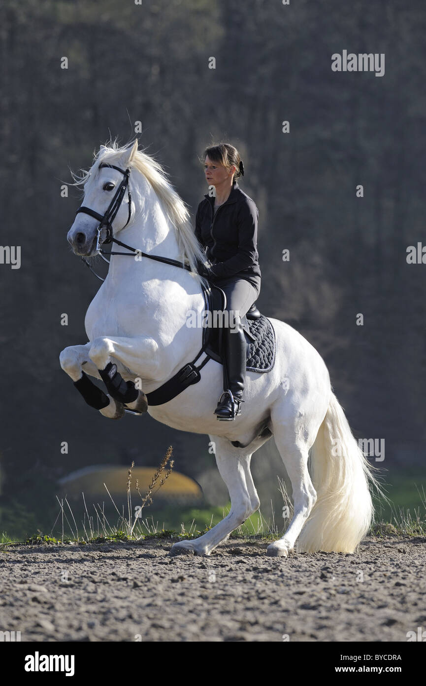 Andalusian Horse (Equus ferus caballus). Stallion with rider performing the levade. Stock Photo