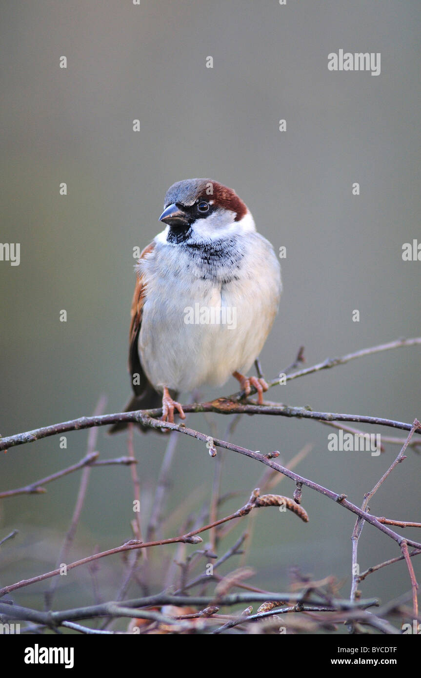 Adult male housesparrow in winter. Dorset, UK December 2009 Stock Photo