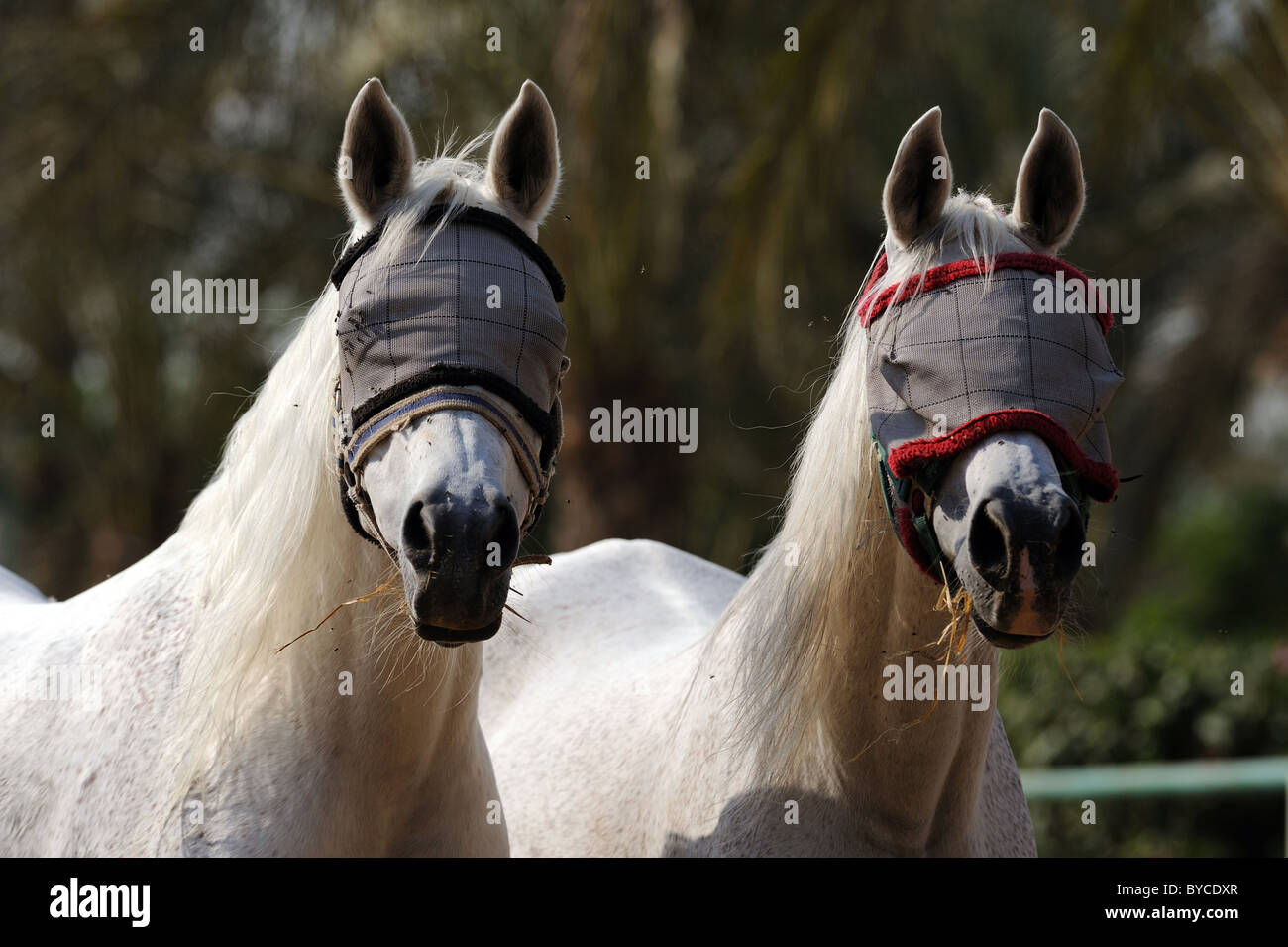 Two domestic horses (Equus ferus caballus) wearing fly masks on a meadow. Stock Photo