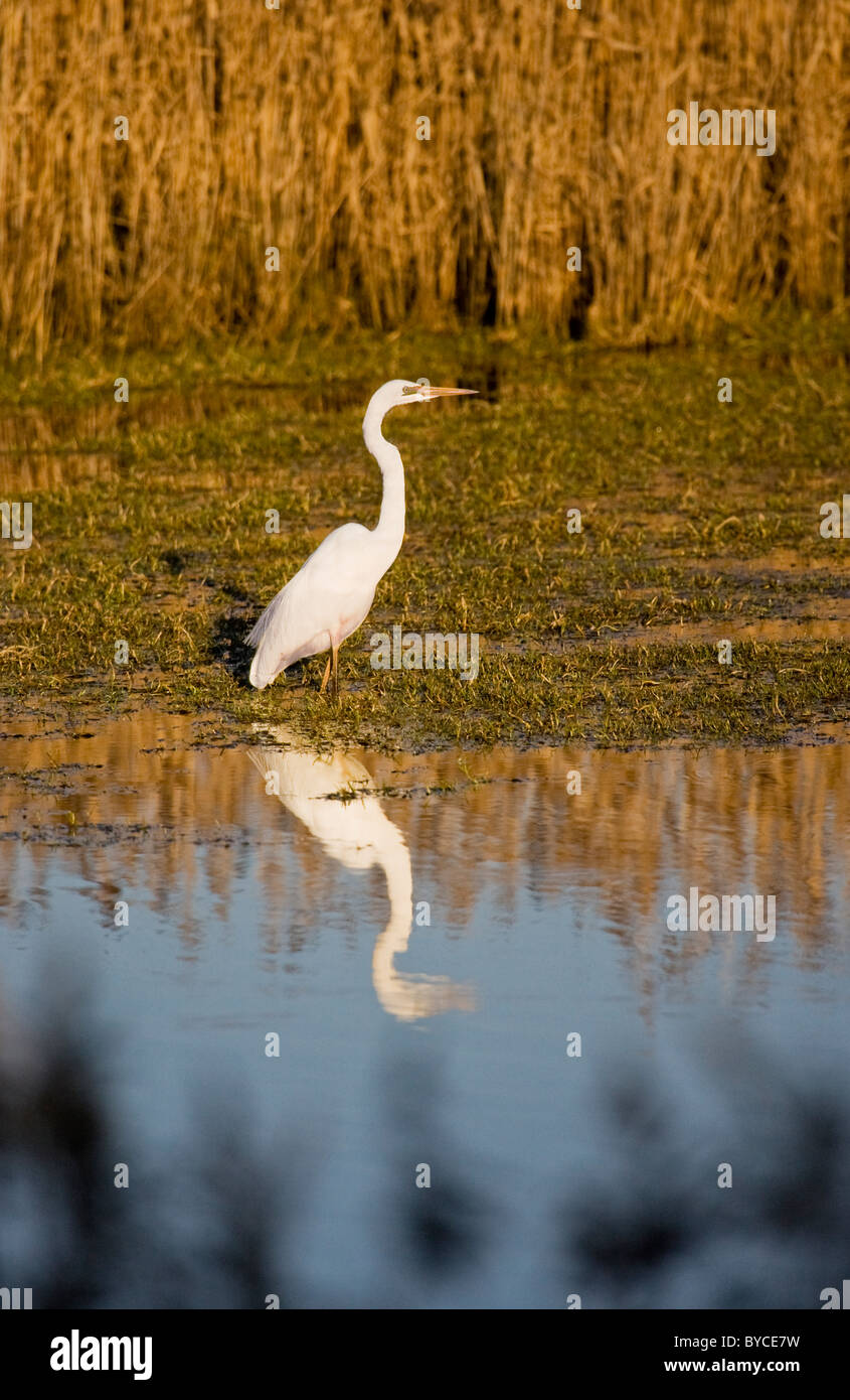 Great egret (Ardea alba) in wetlands at sunset Stock Photo