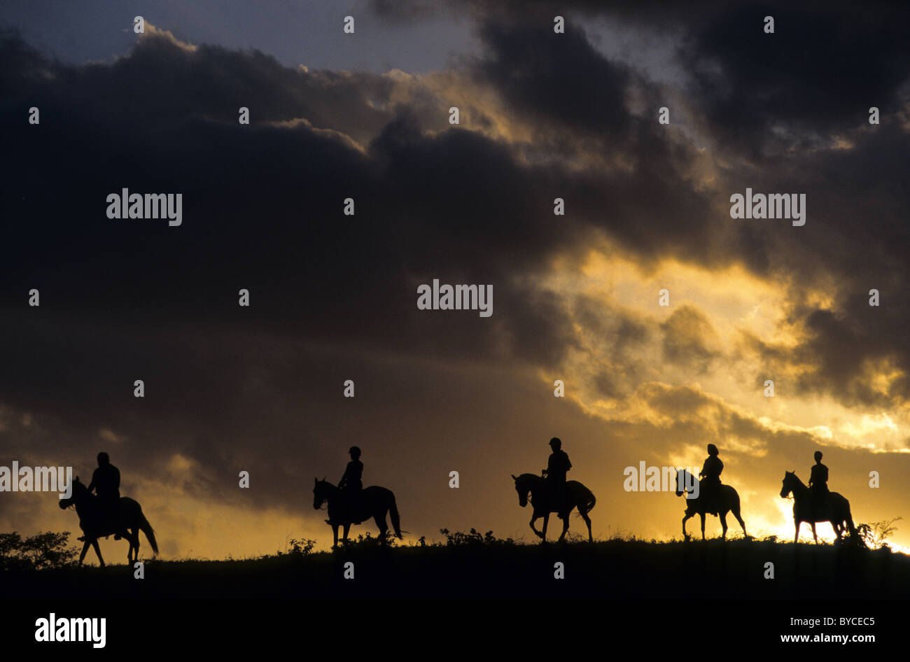 Mangalarga Marchador (Equus ferus caballus). Group of riders seen against the evening sky. Stock Photo