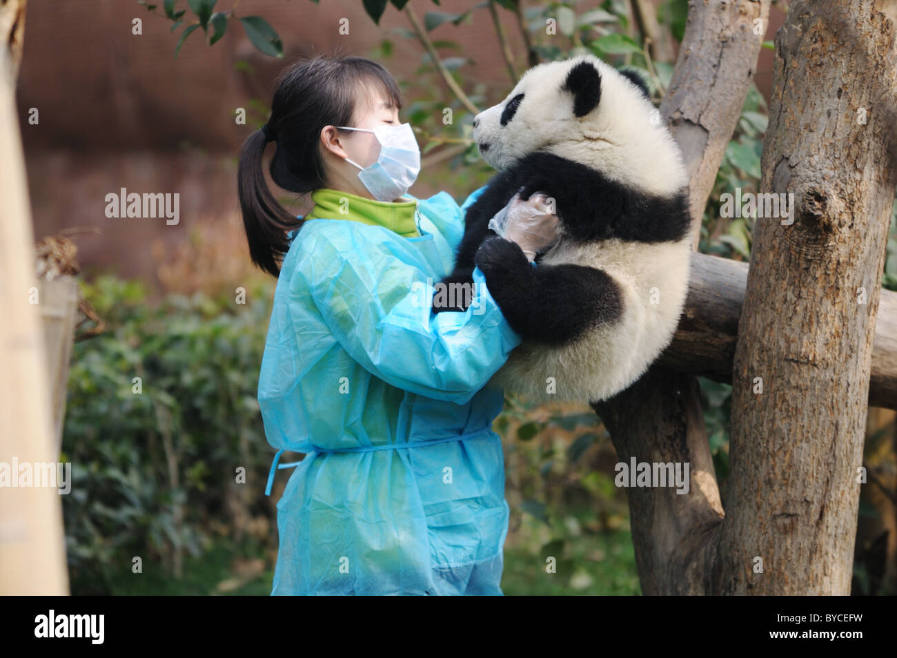 woman feeding panda Stock Photo